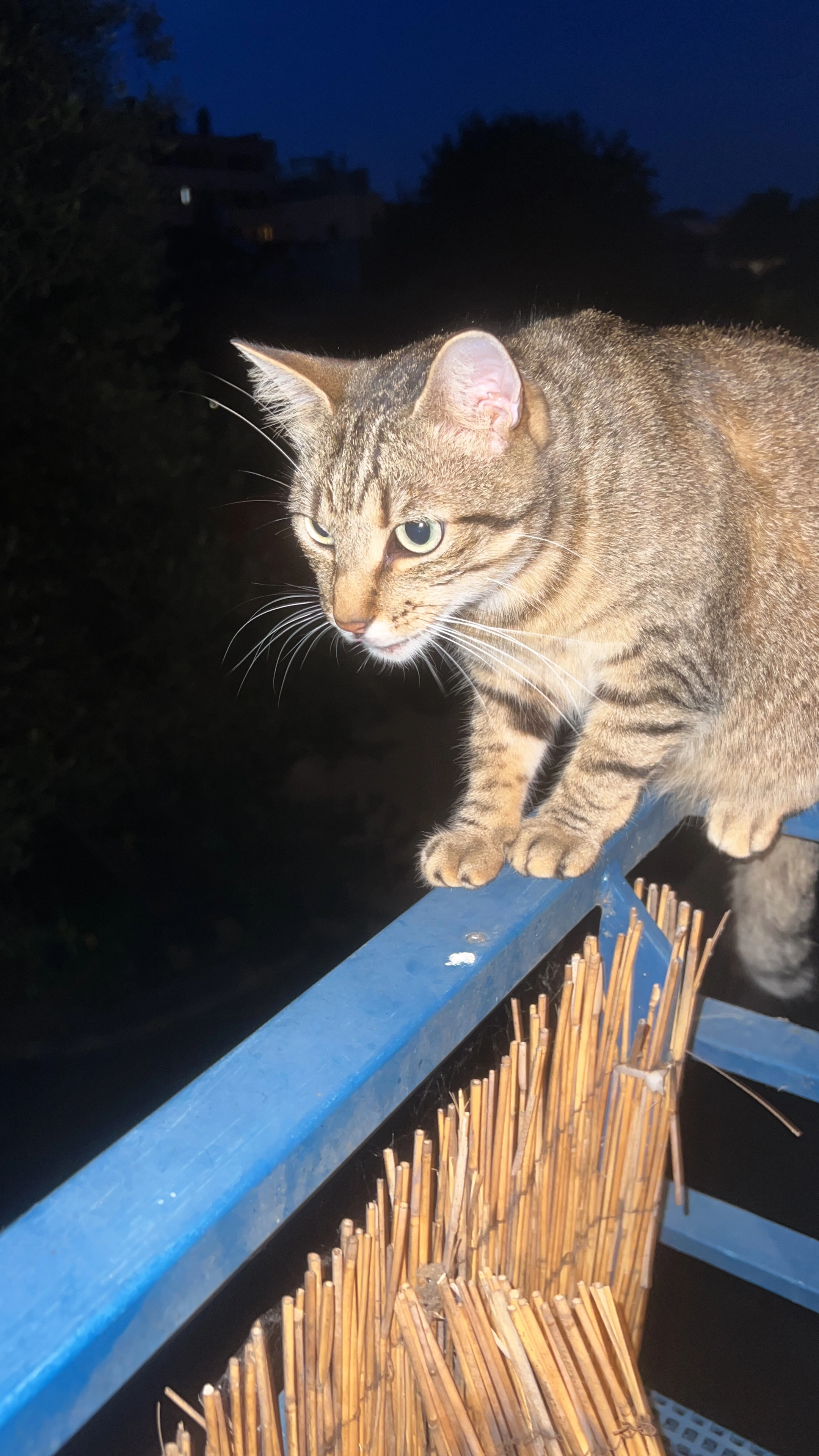 Josette  - 7 Rue Condorcet, Toulouse