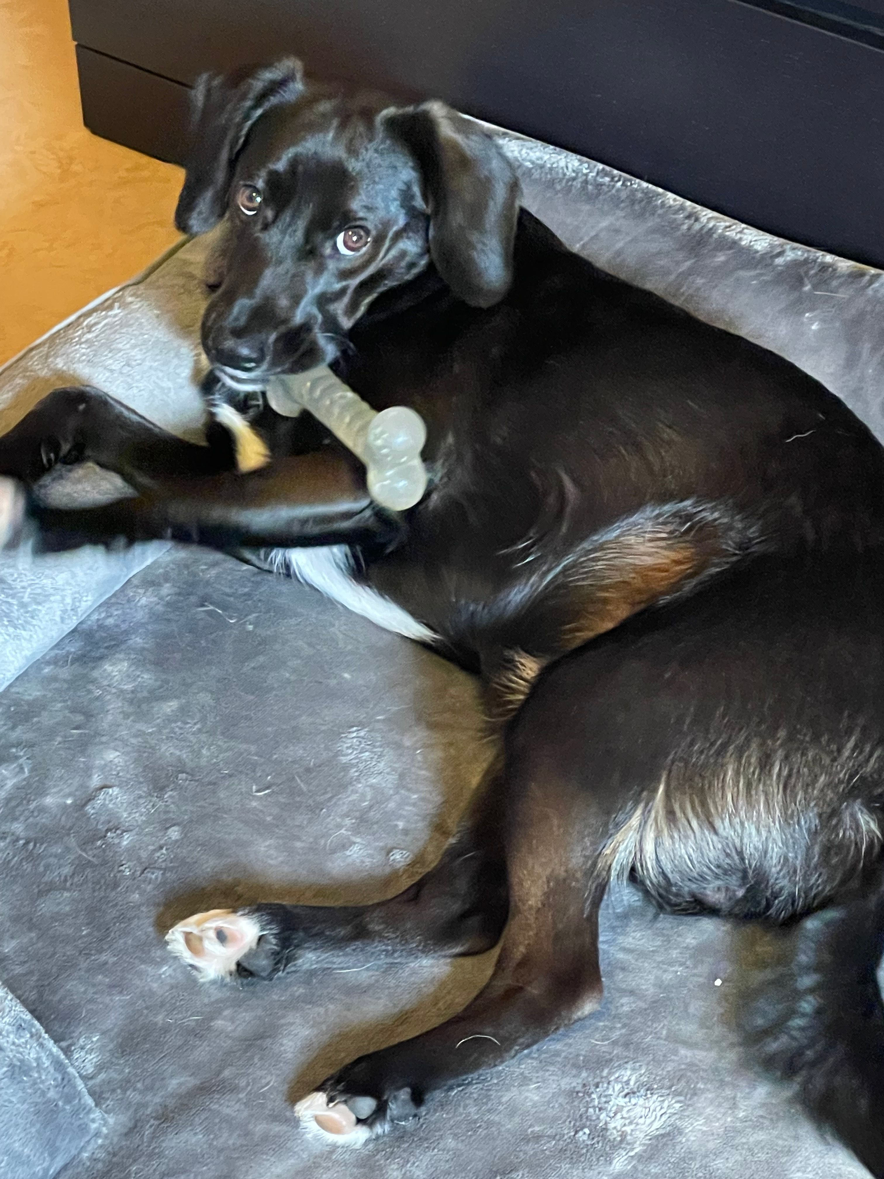 Luigi  - Peppenhoven, Rheinbach