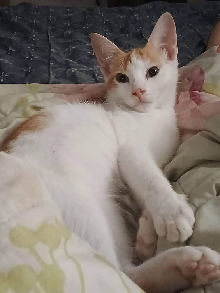 Simba - 70400, Seremban