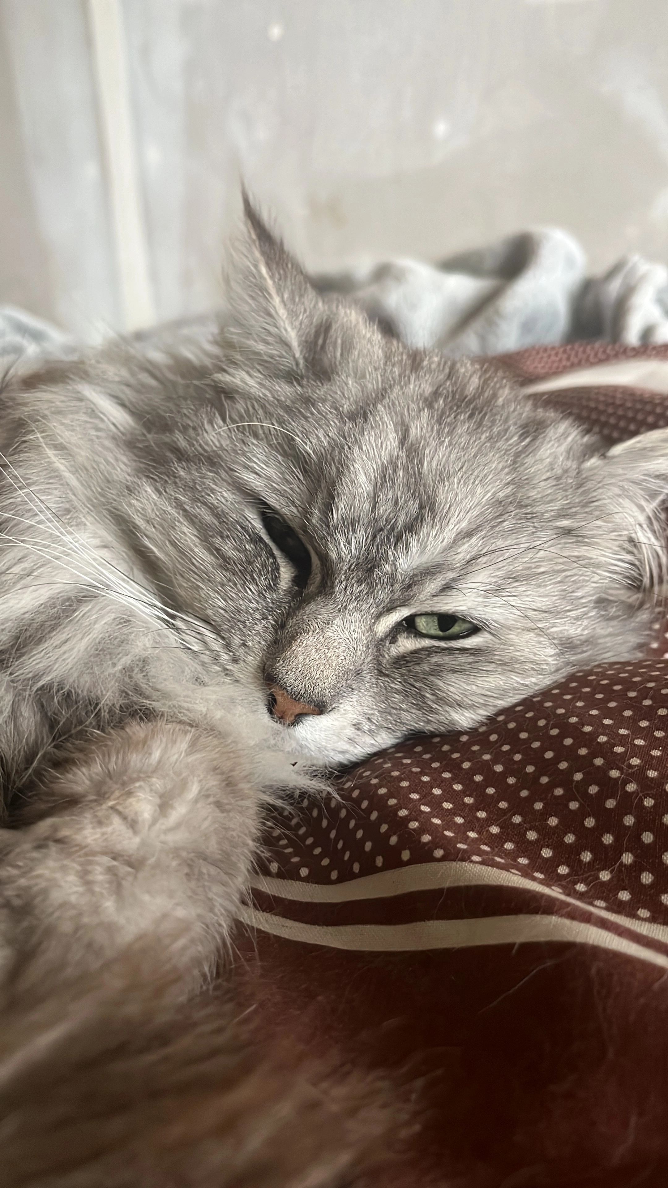 Mia  - Stege 3, Kremmen