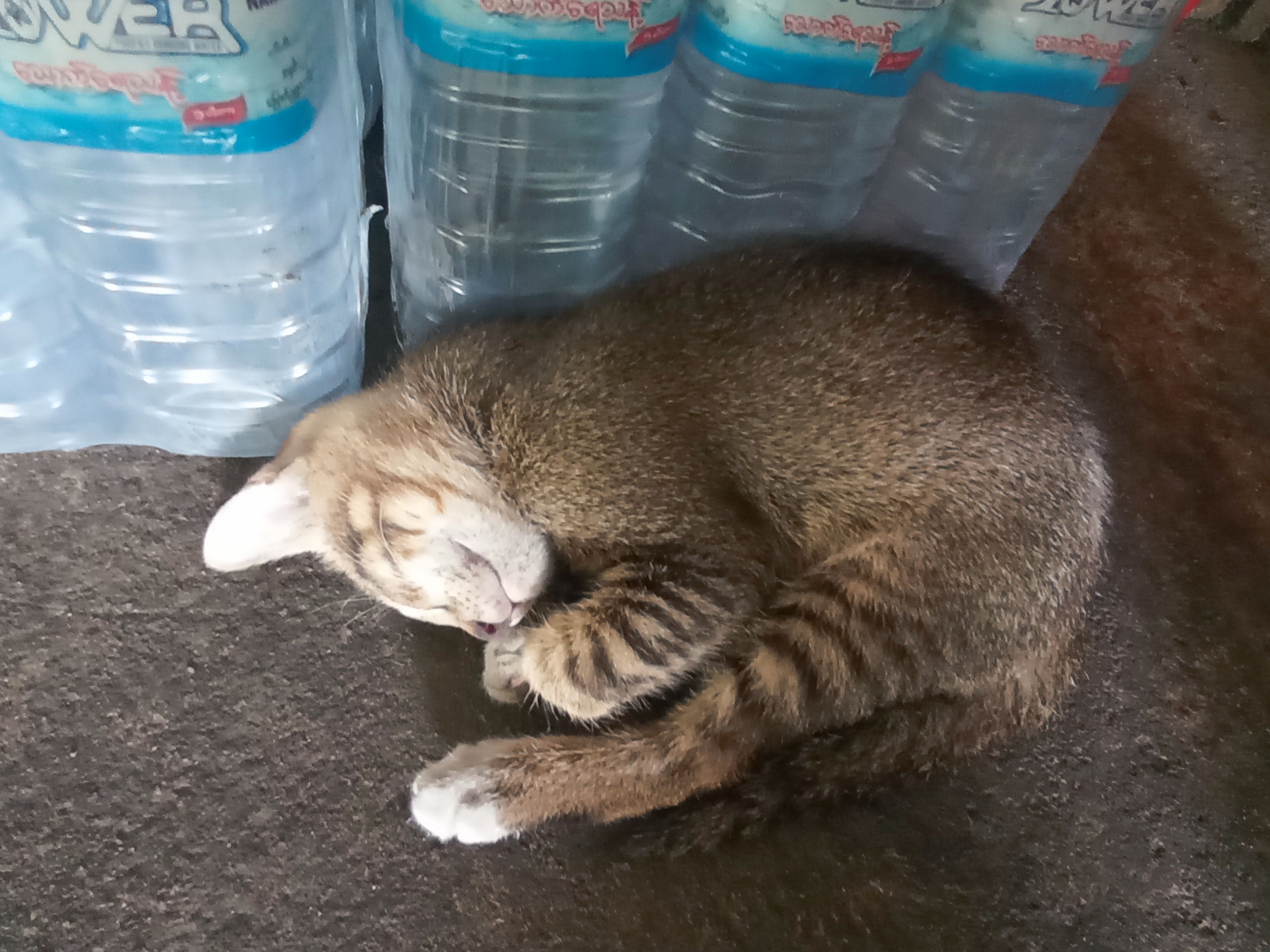 BLACK CAT - South Dagon Township, Yangon