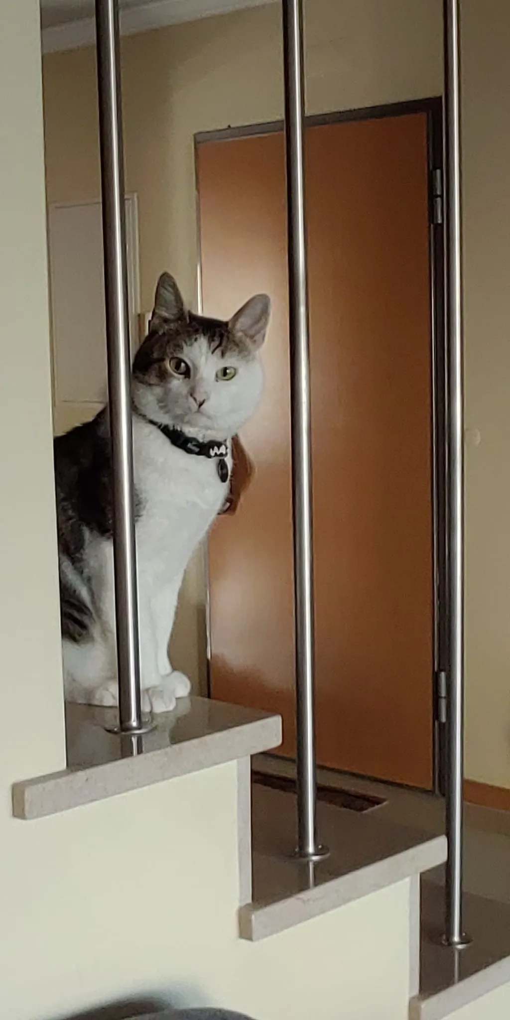 Franky - Rua do Poço Coberto, Lisboa