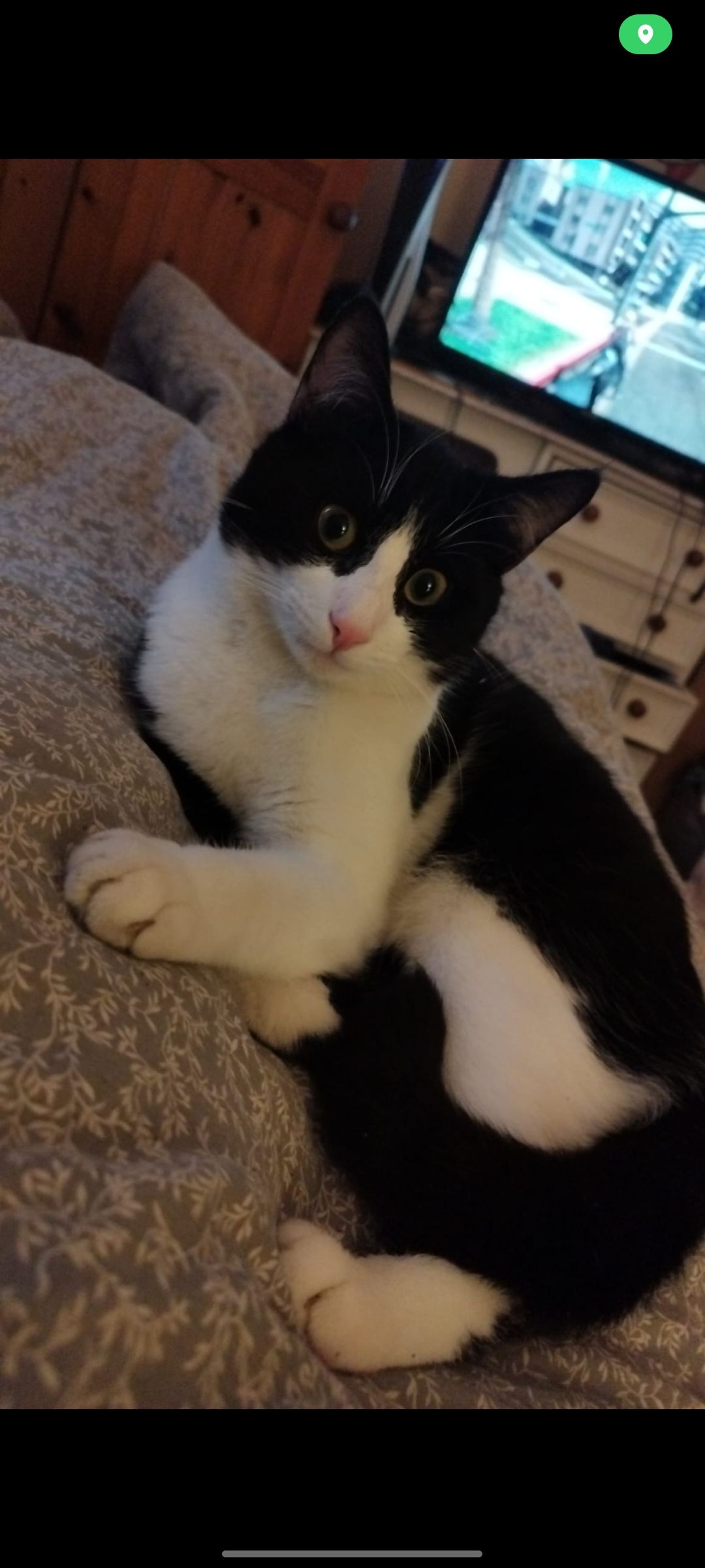 Bandit  - Heather Park, Buncrana