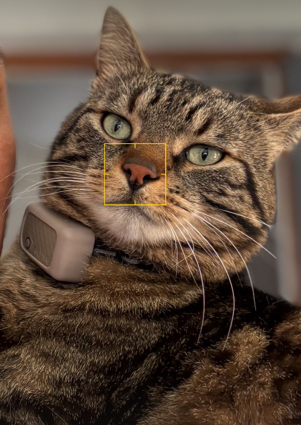 Tchoupi - Rue Du Docteur Gallet, Cluses