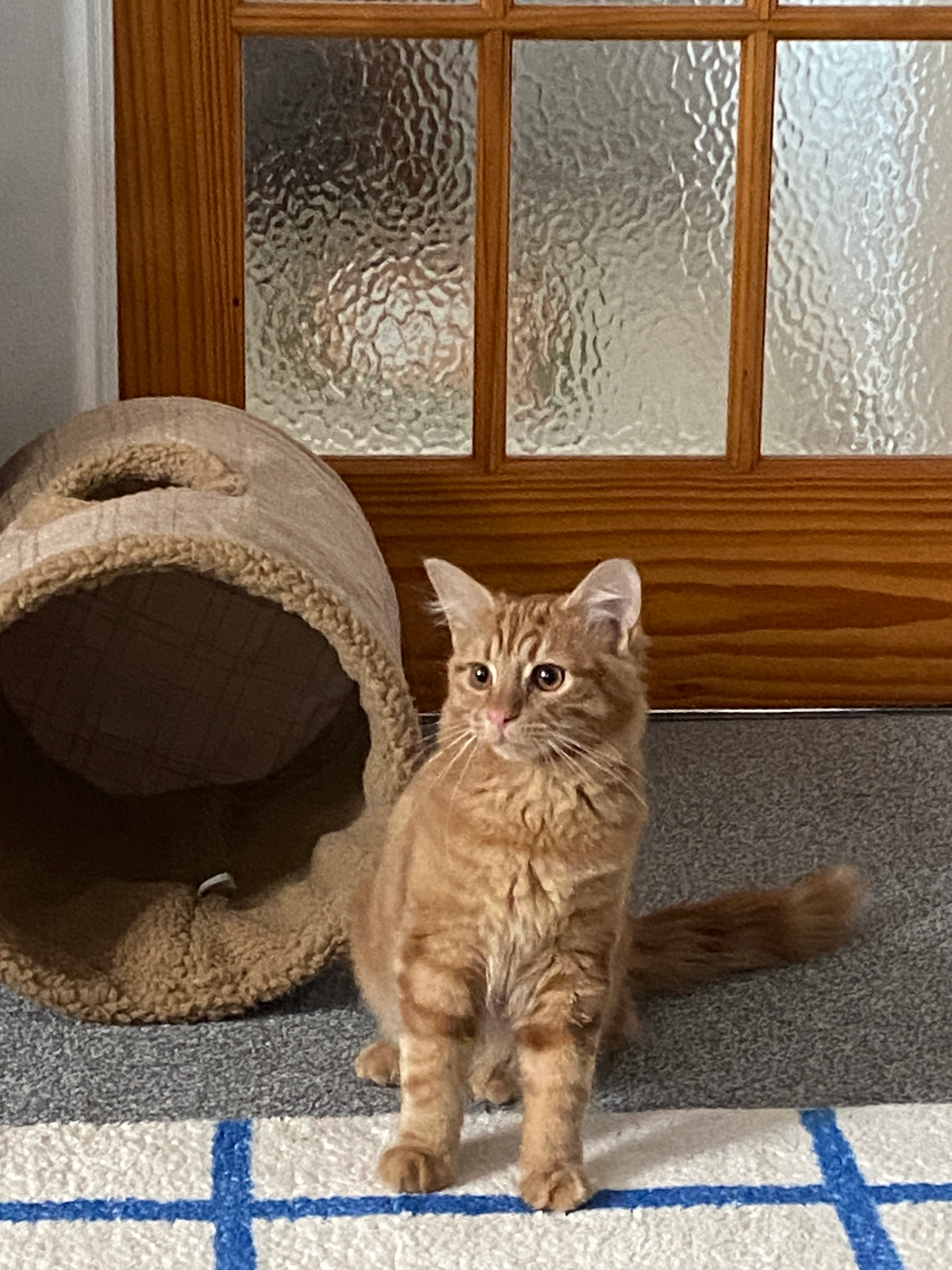 Oignon  - Market Place, Warminster