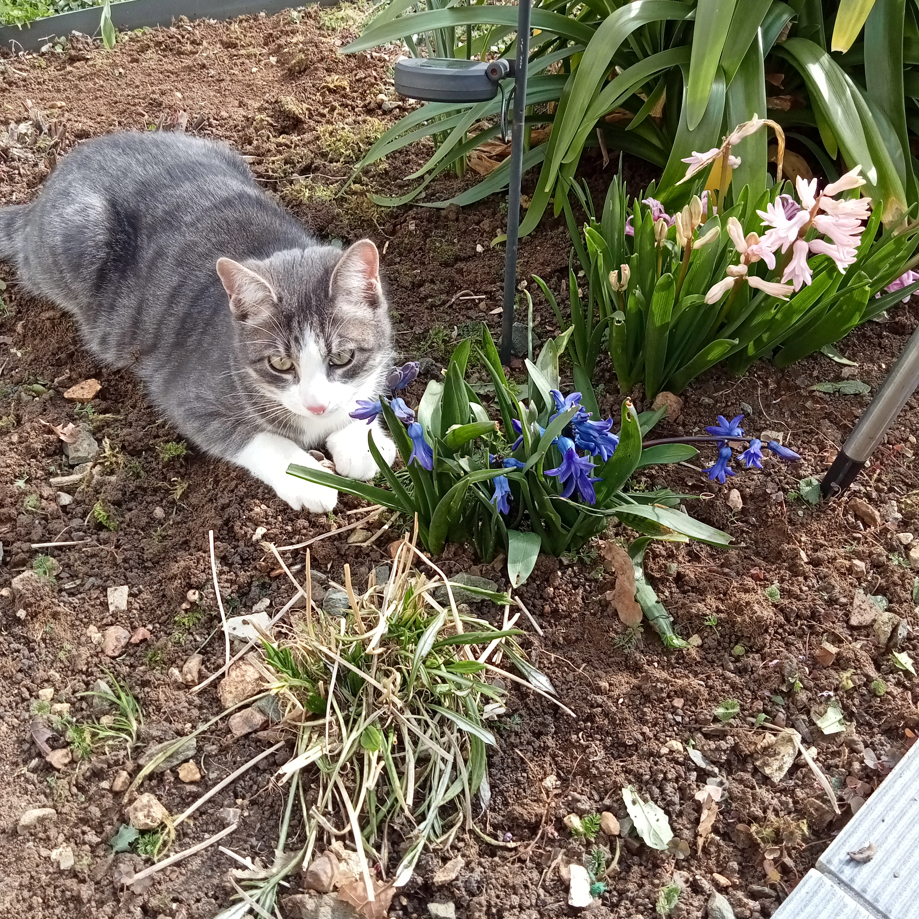 Wifi  - 4 Rue Maurice Marsac, La Crèche