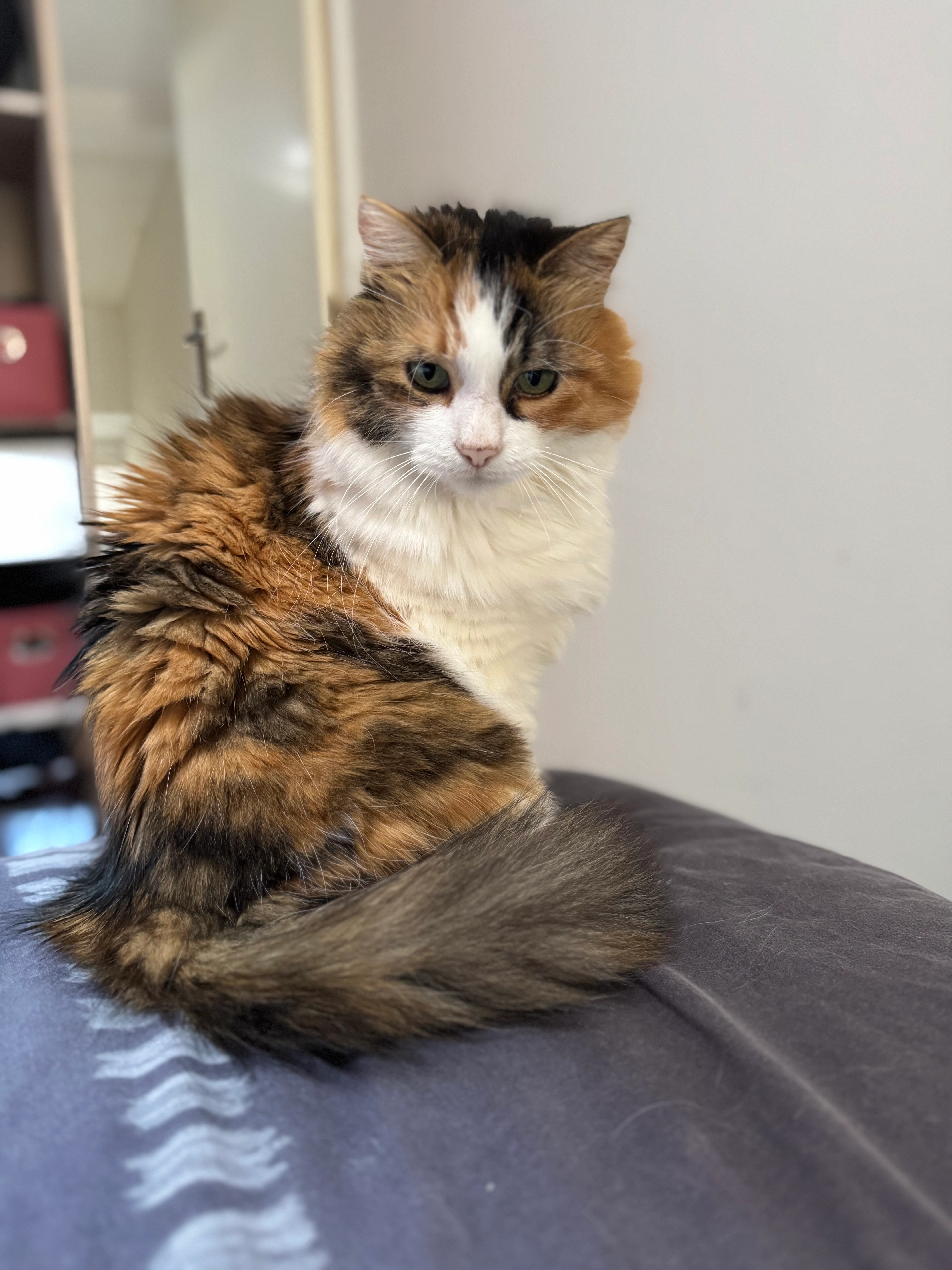 Mimi - Rue Saint-Pallais, Saintes