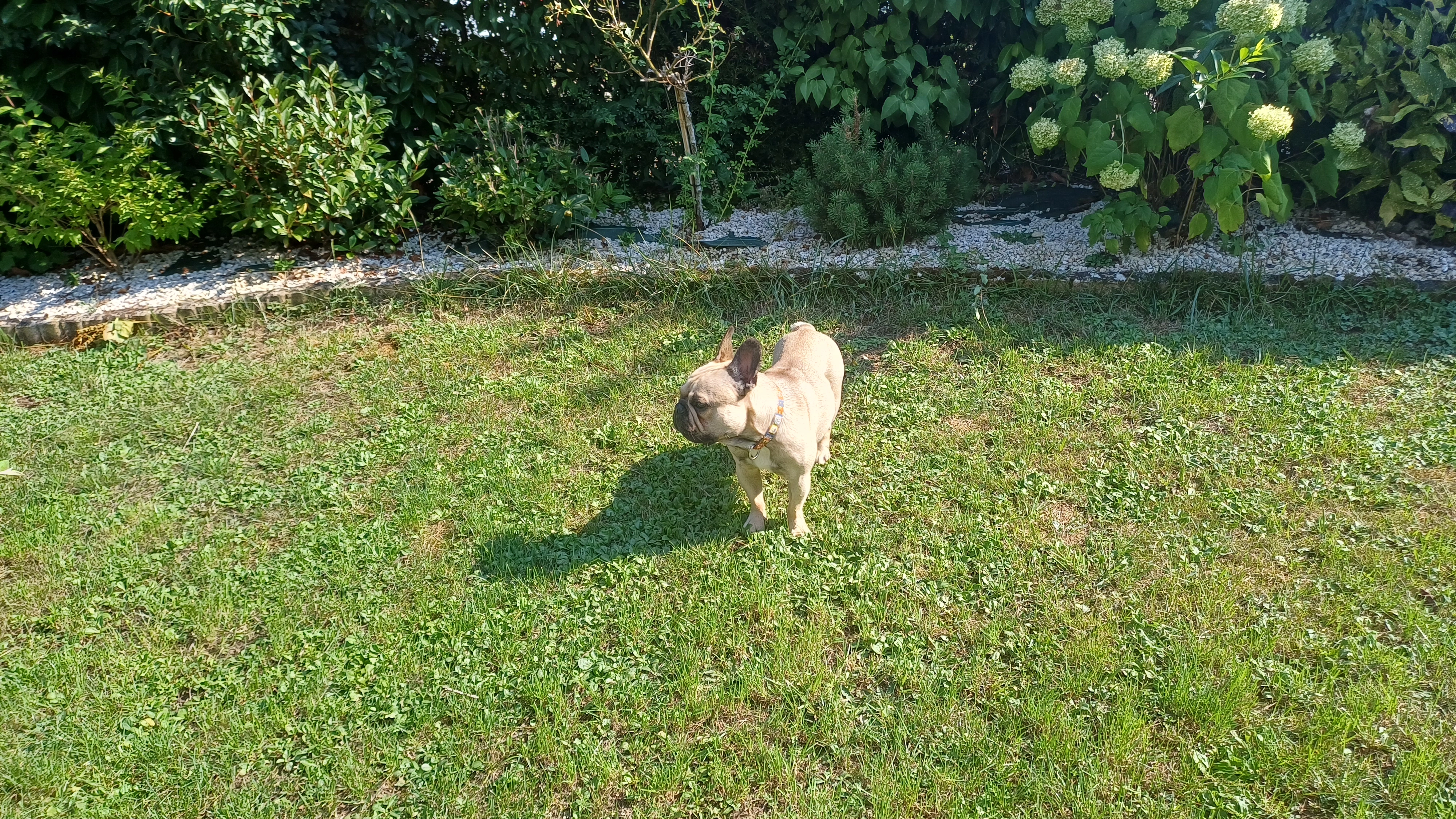 Rocco - Rue de Millemoux, Annecy