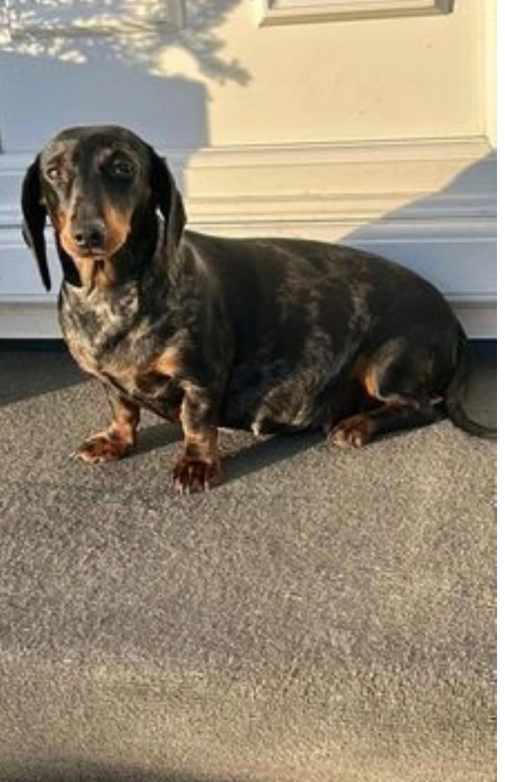 Sweat pea  - Windsor Road, Windsor