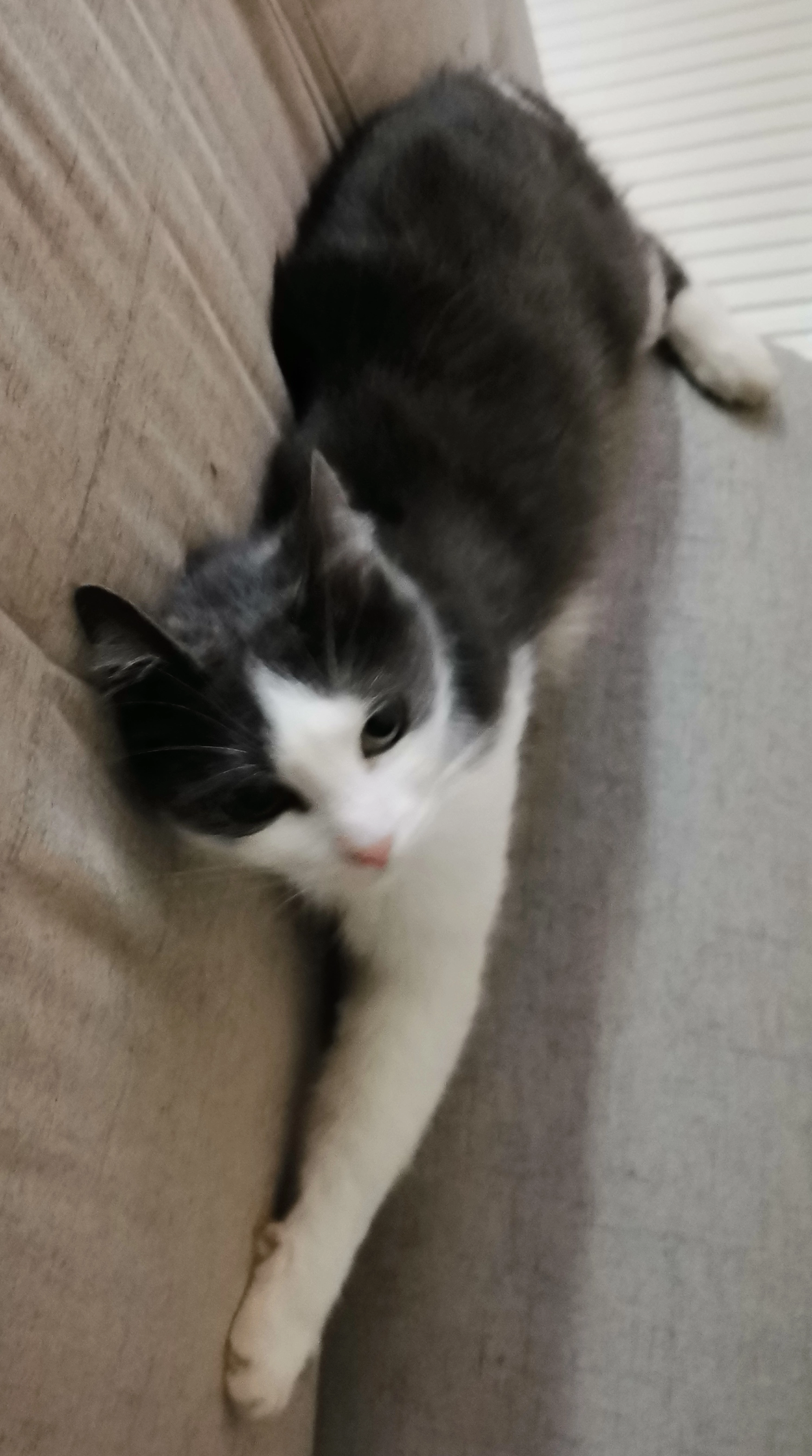 Sibelle  - 43 Rue Louis Pasteur, Plancher-Bas