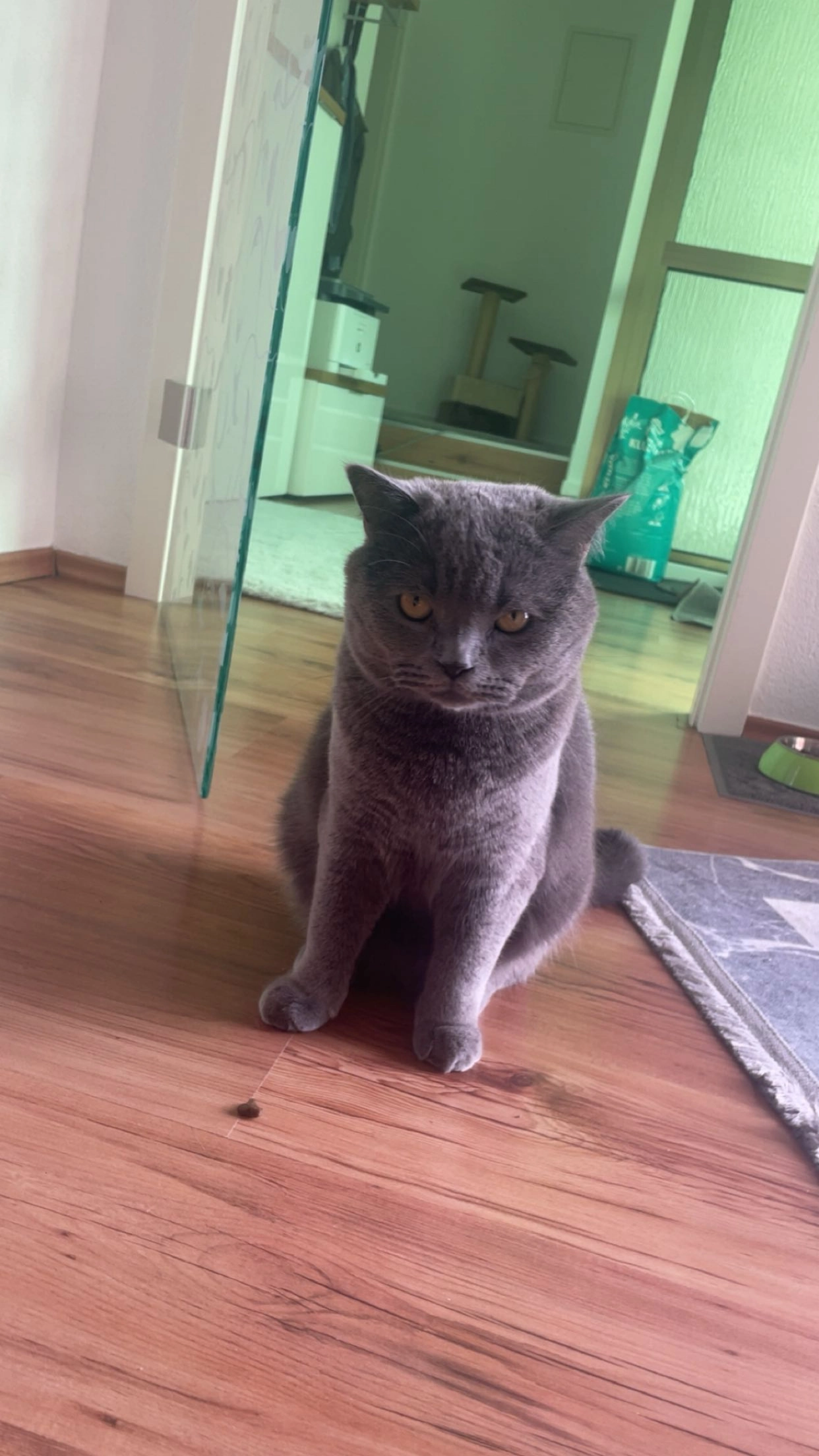 Tomo - Ostring, Rodgau