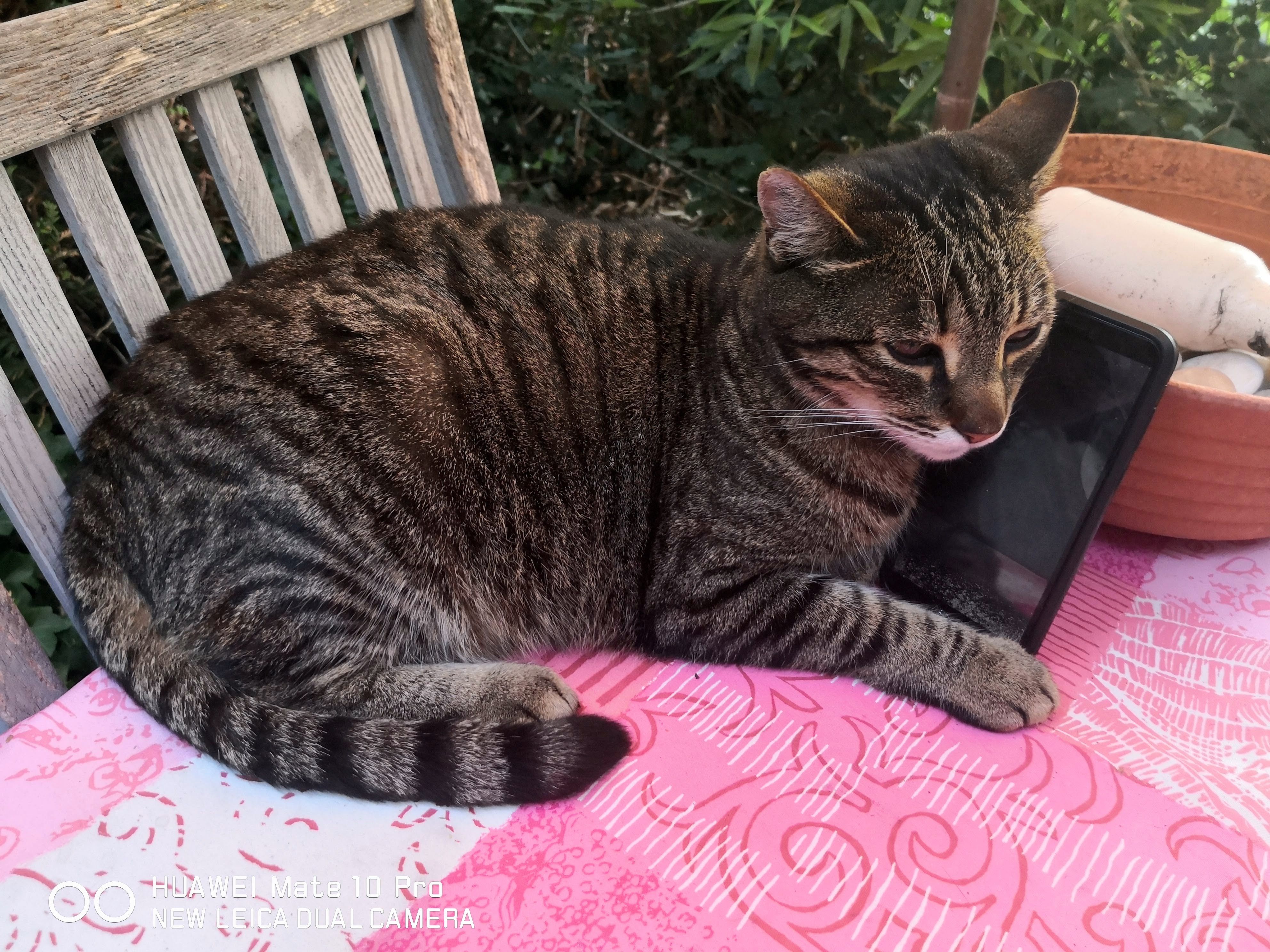 Cookie  - 215 Rue Morvilliers, Cucq