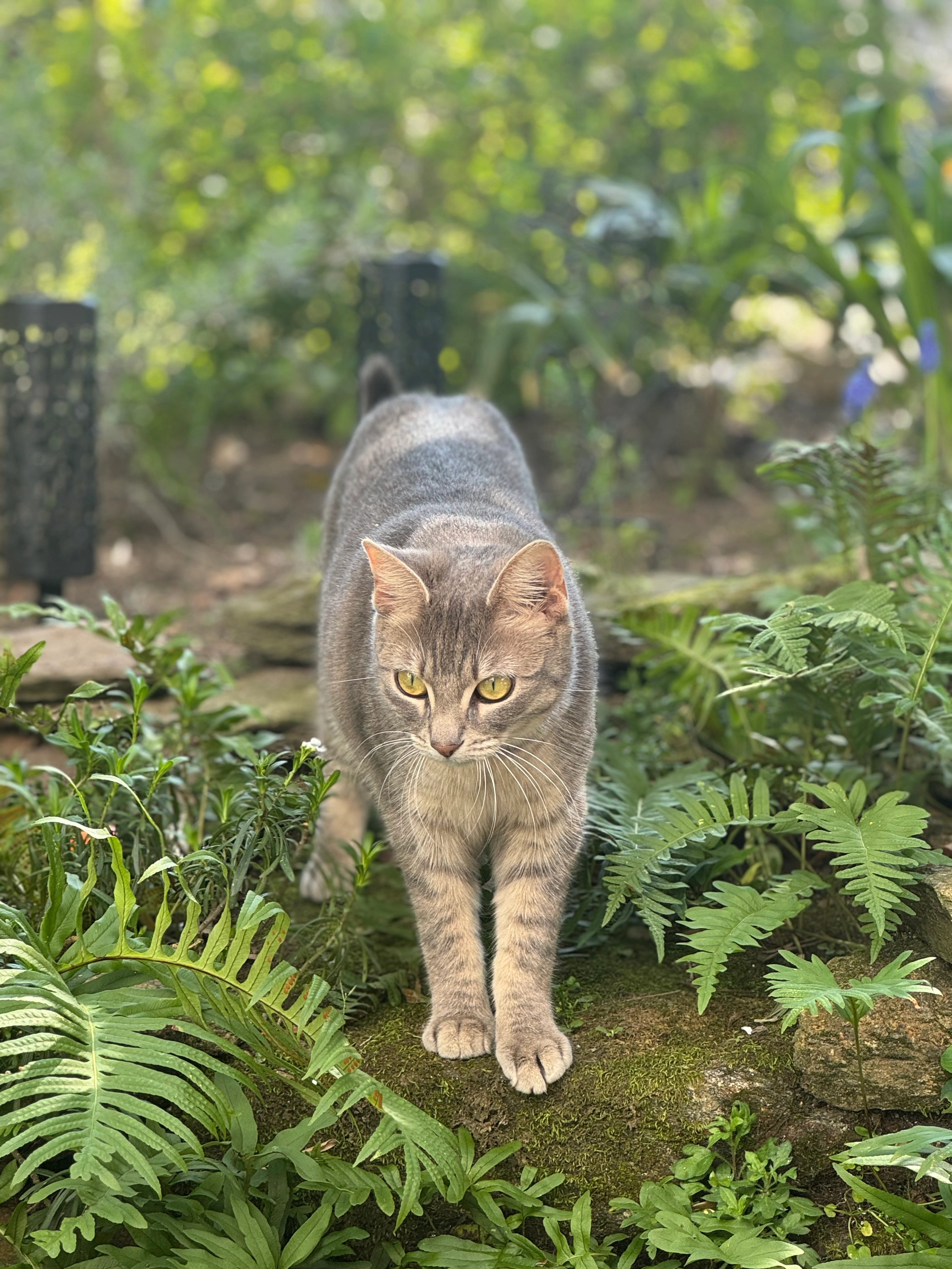 Mia - Impasse Julien Marchais, Rezé