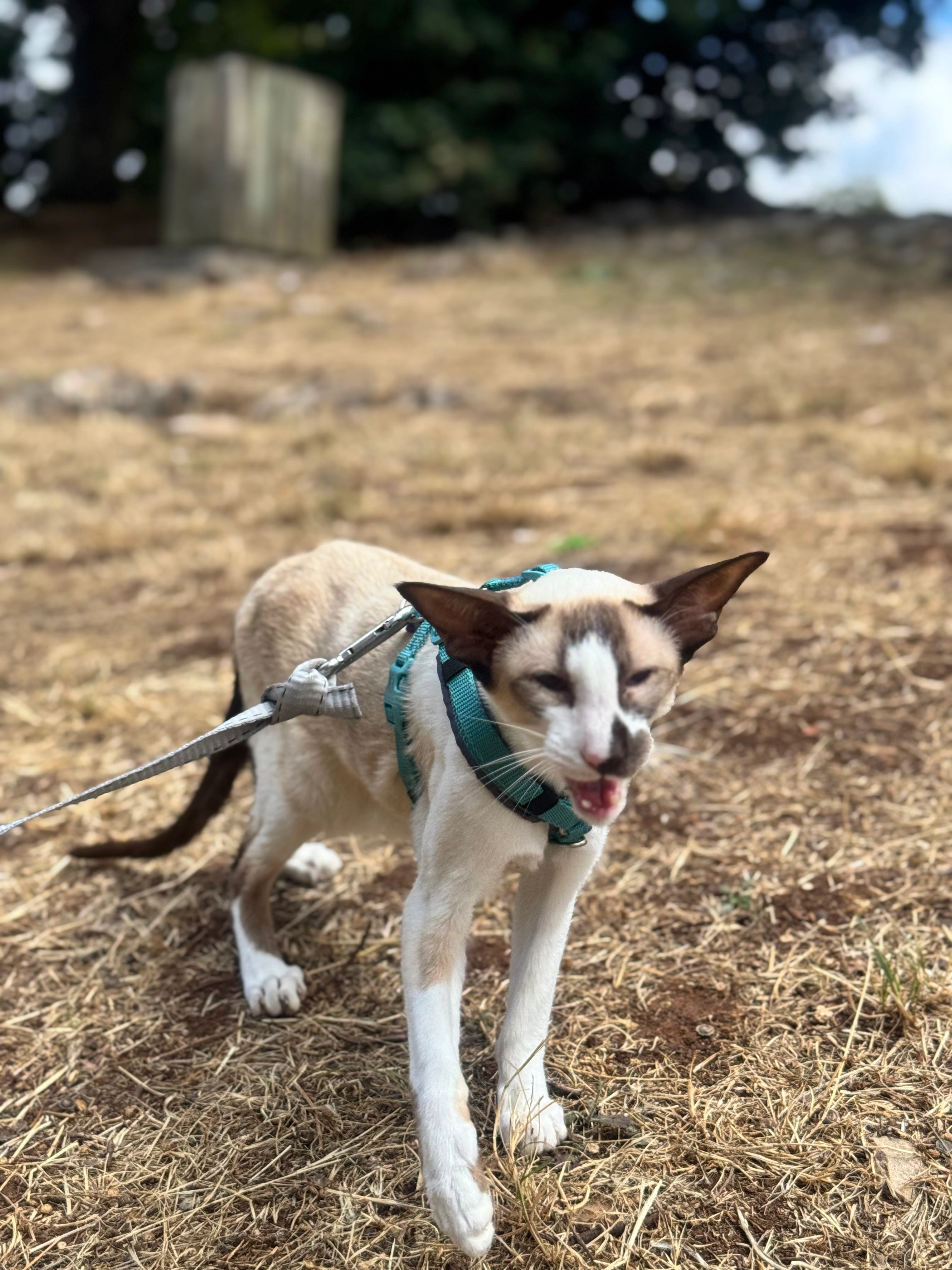 Jaxx - Allée Eos, Agde