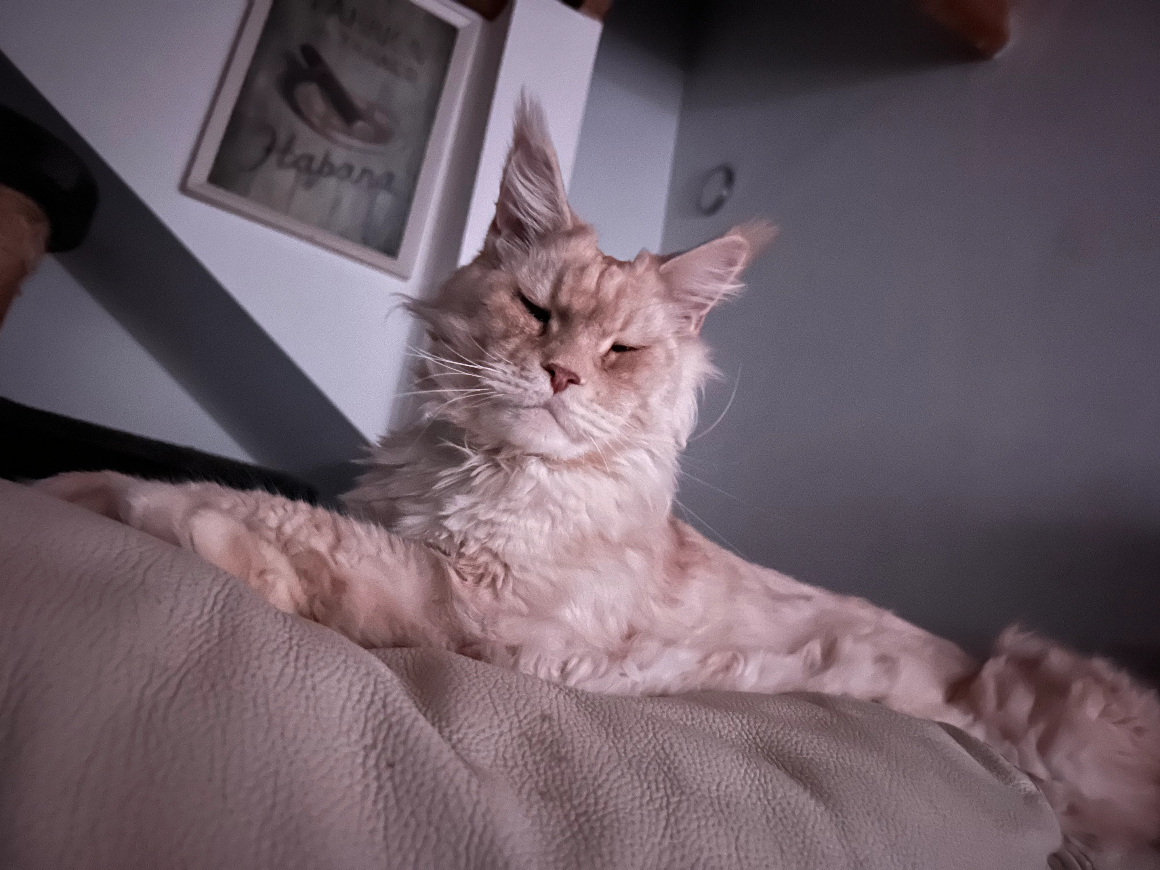 Simba - Avenue Flemming , Martigues