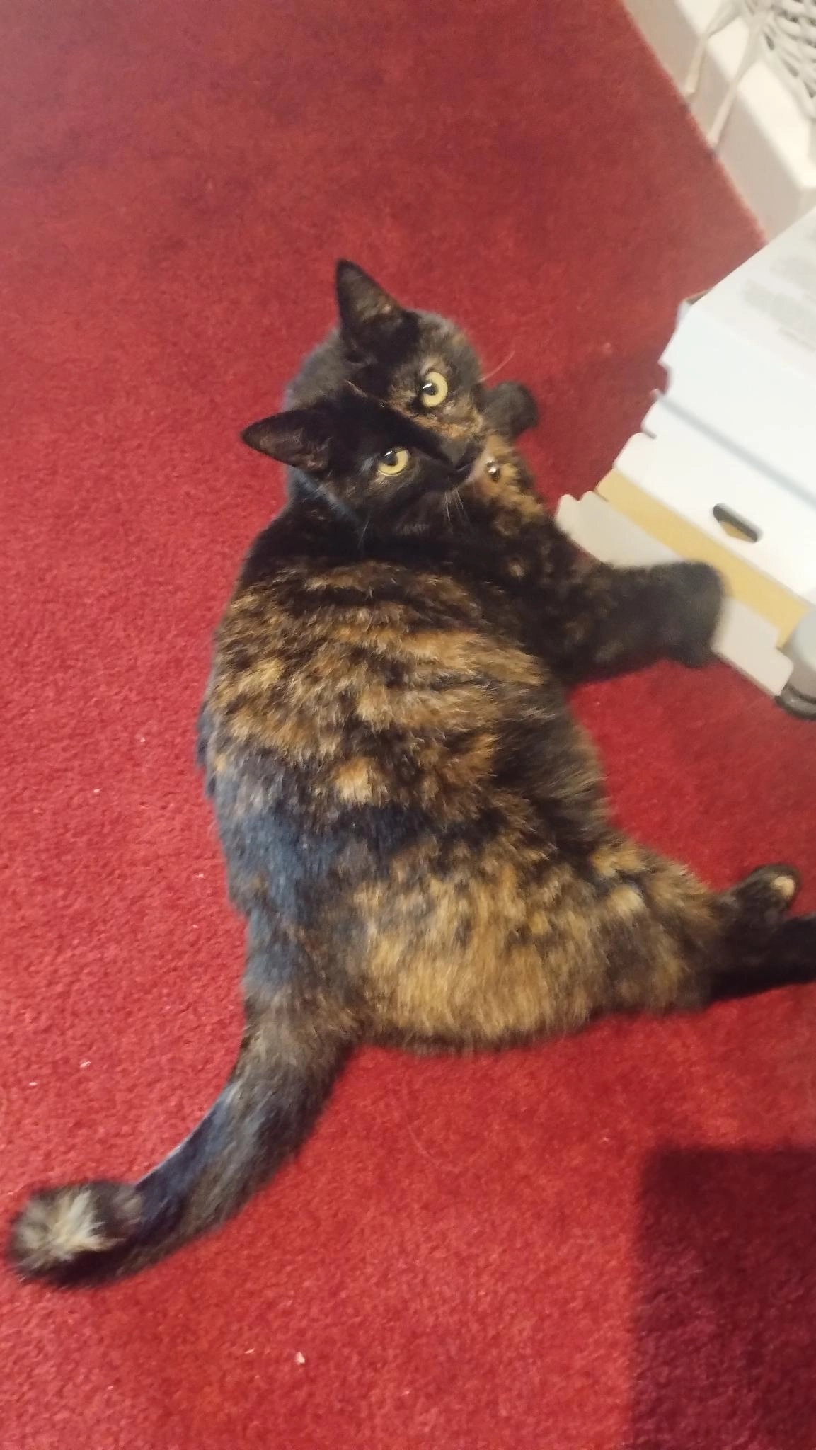 Bettie - Eikenlaan, Borculo