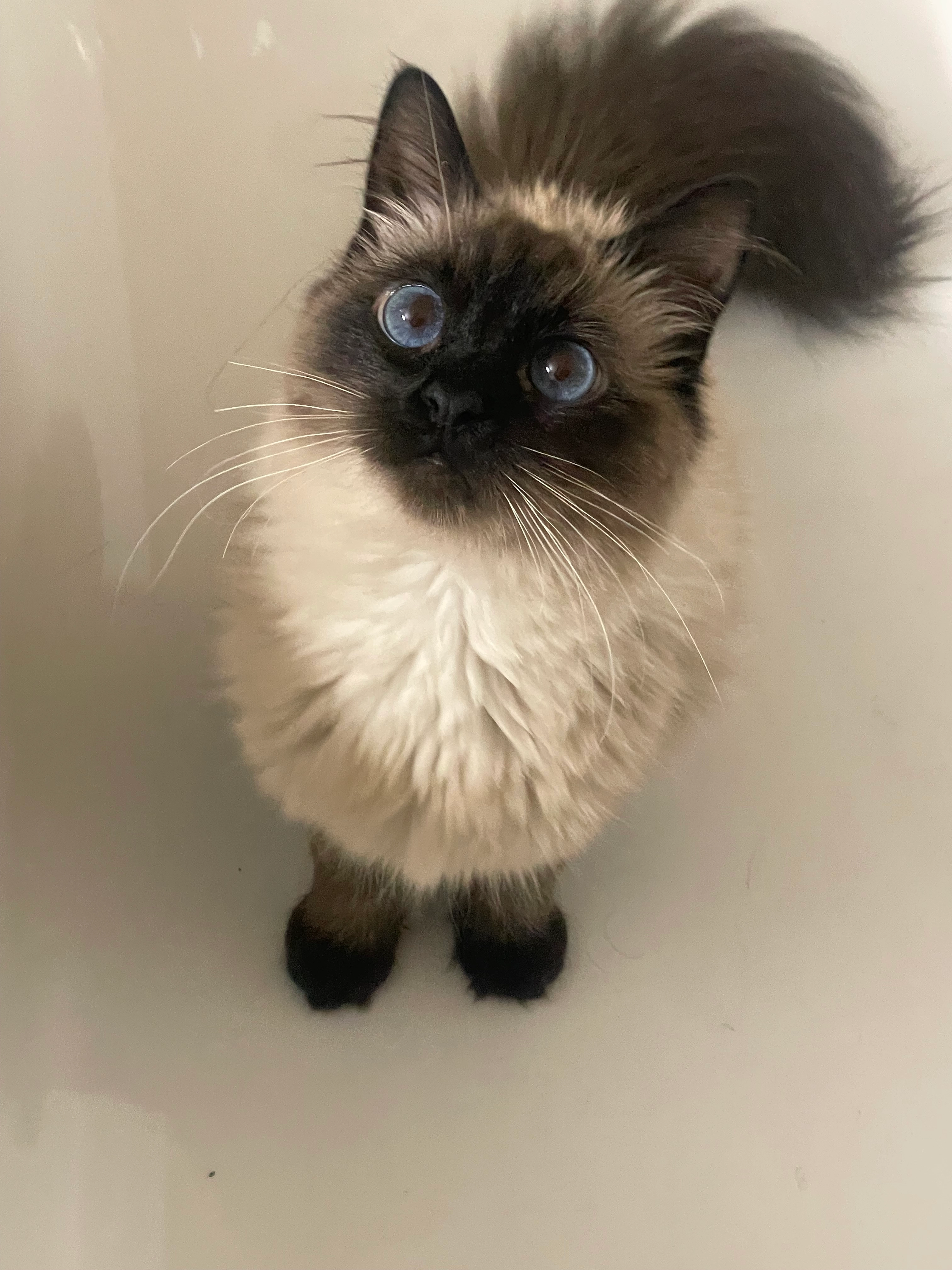 Houda - Residence Melliber, bourgogne , Casablanca