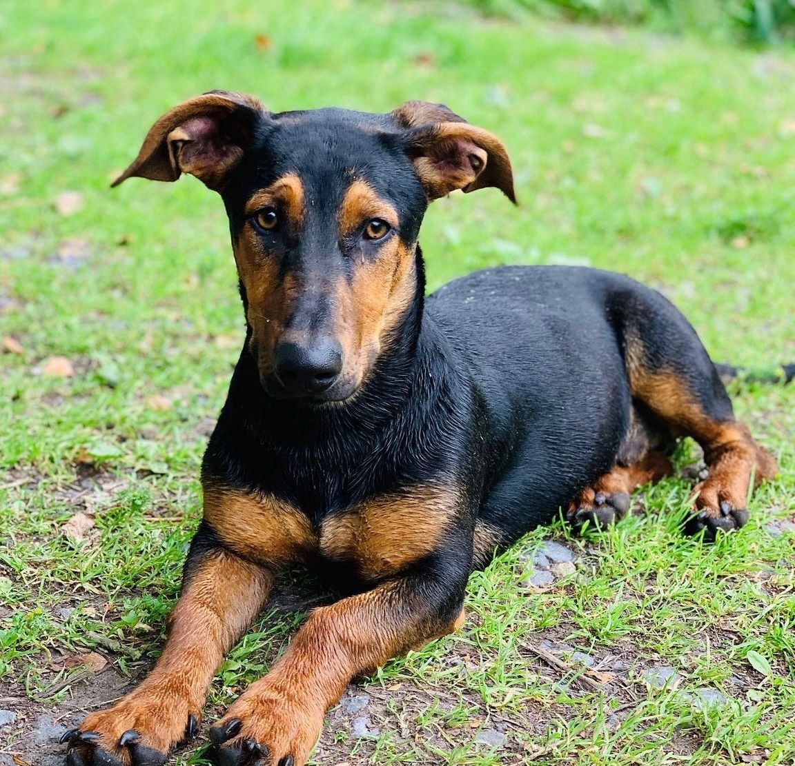 Jef  - Kriekstraat 3, Ieper