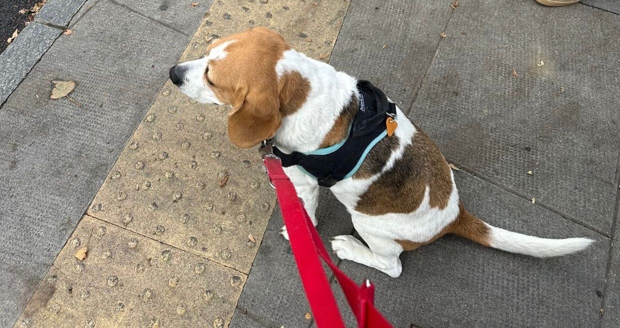 Phoebe (fibi) - Route De Levaux, Sallanches