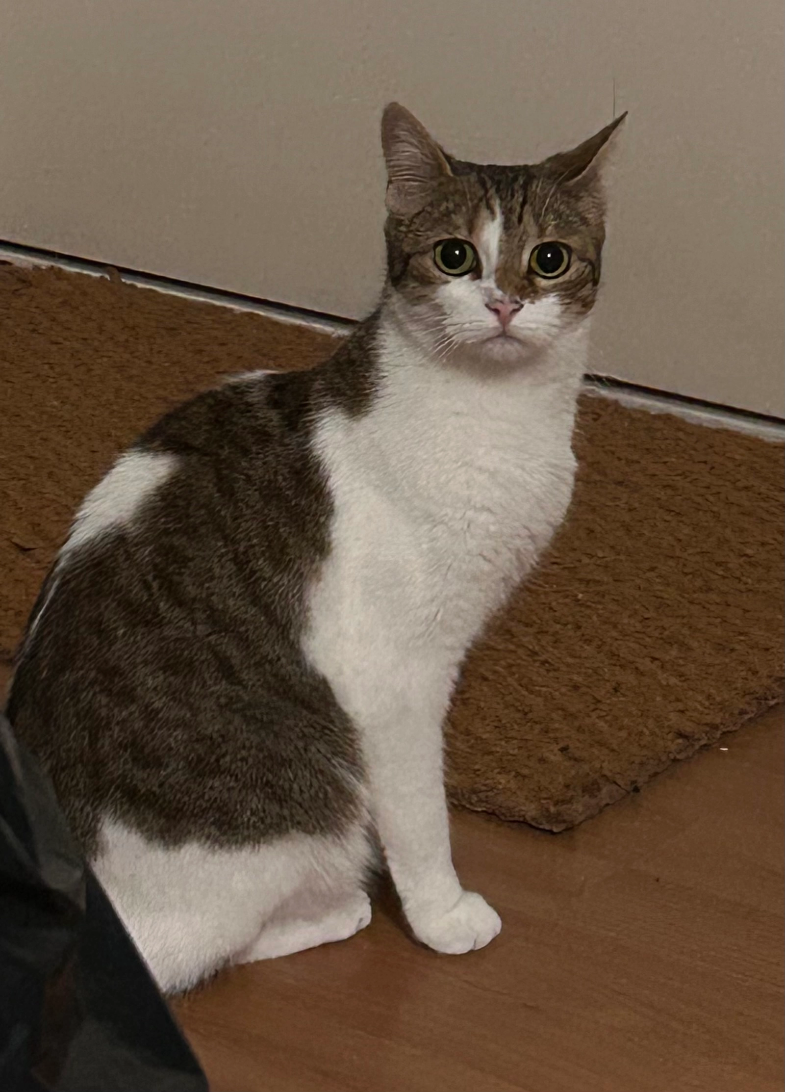 Mouffette  - 2 Route de Dieppe, Déville-lès-Rouen