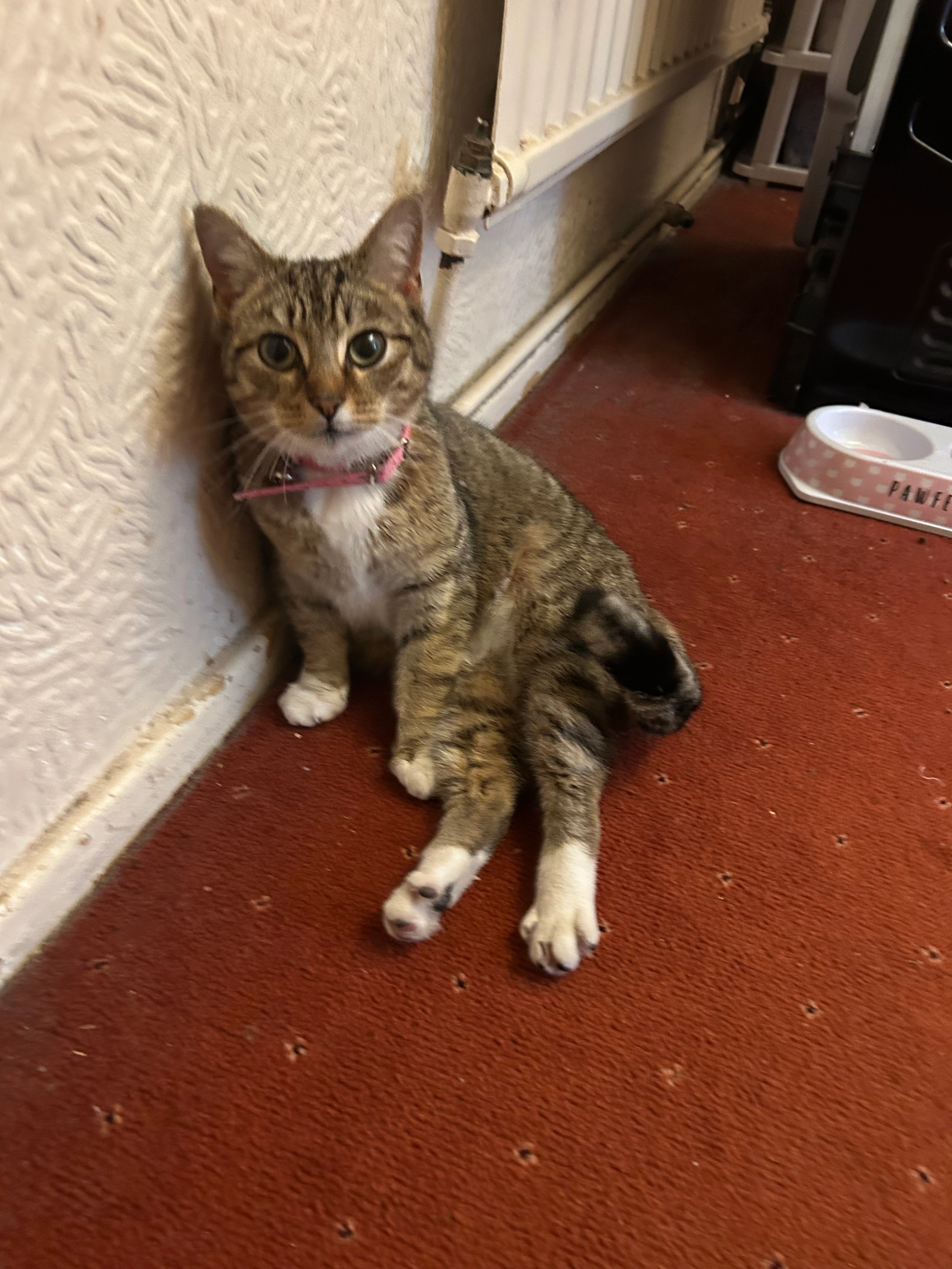 Pennelope  - Ynyslyn Road, Pontypridd