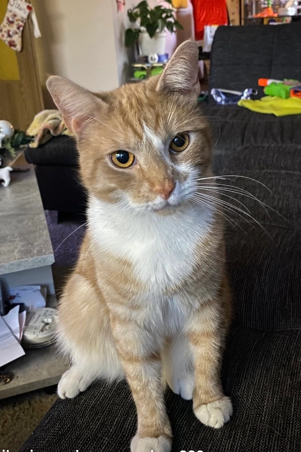 Findus - Krachenberg, Drakenburg