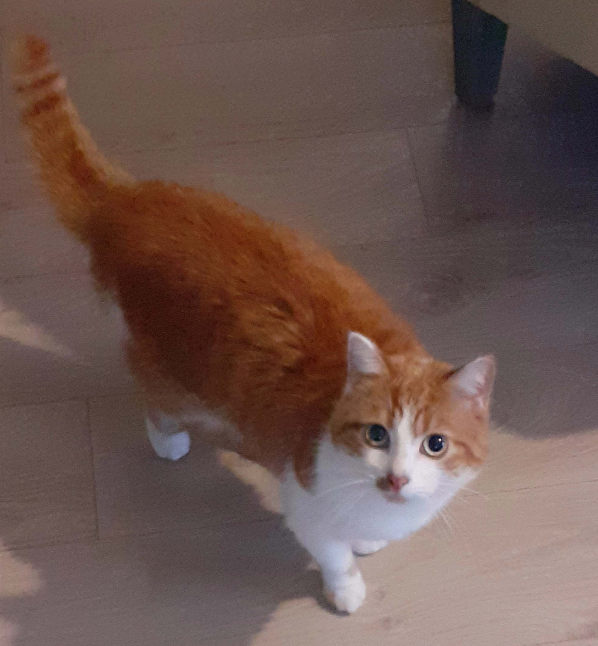 Sésame - 7 Avenue Georges Braque, Le Grand-Quevilly