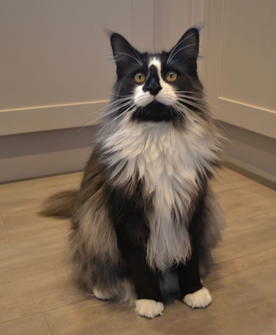 Caspian  - PE34 4, King's Lynn