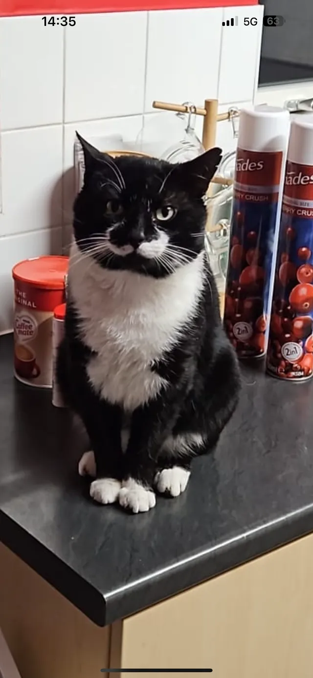 Biscuit - Whitmore Way, Horley