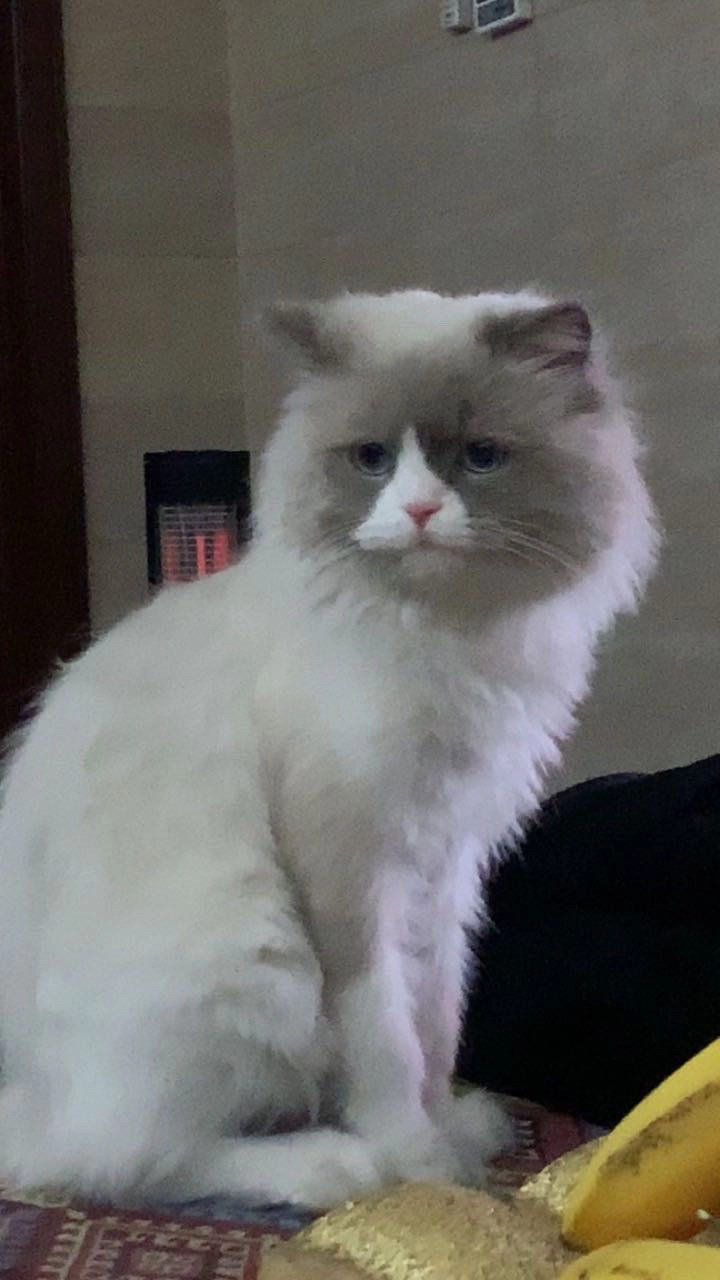 Snevar - Waziran - 213, Erbil