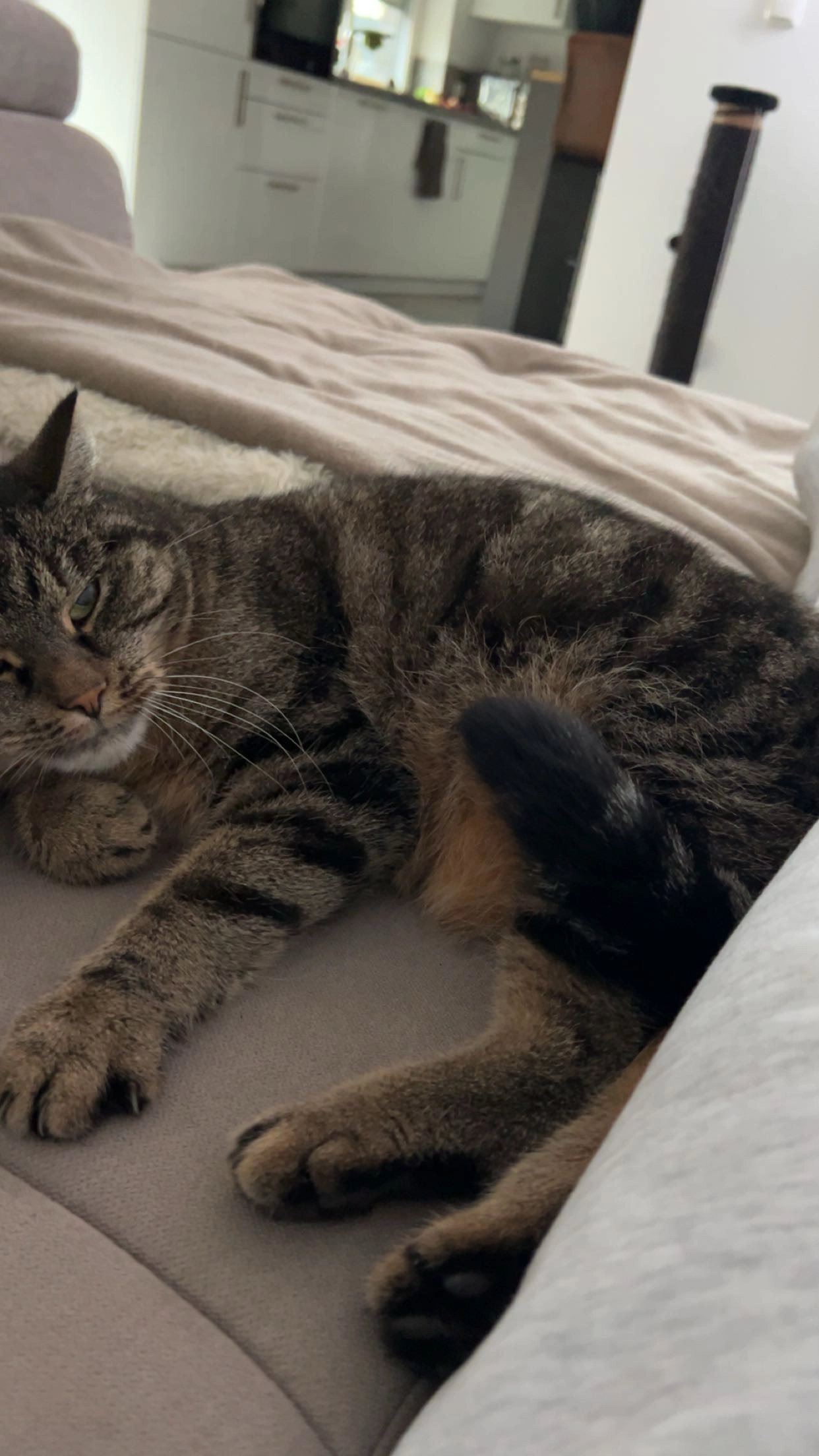 Cassie - Heidegrund, Gifhorn