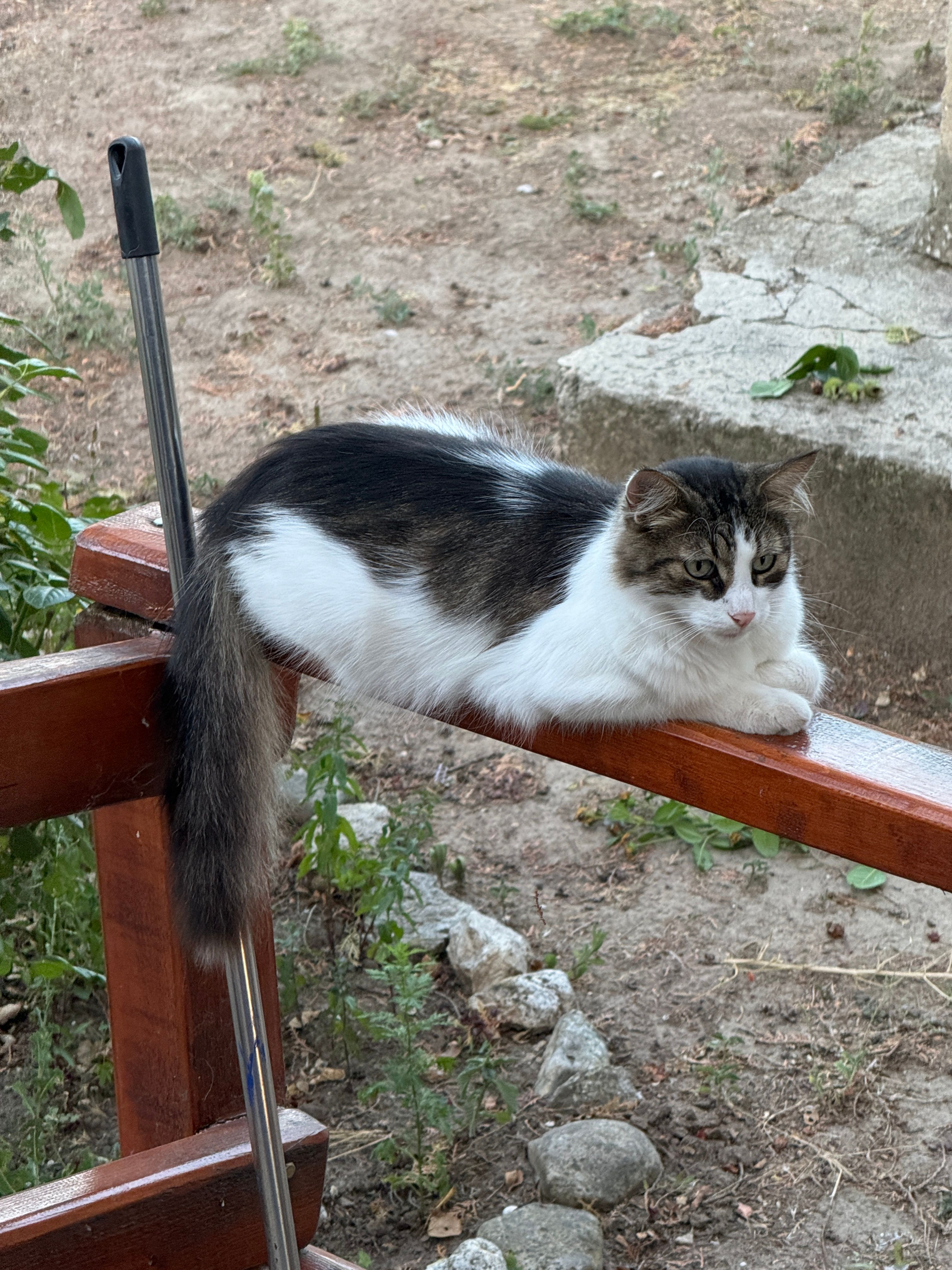 Bandit - 23 Hillmeadow, Verwood