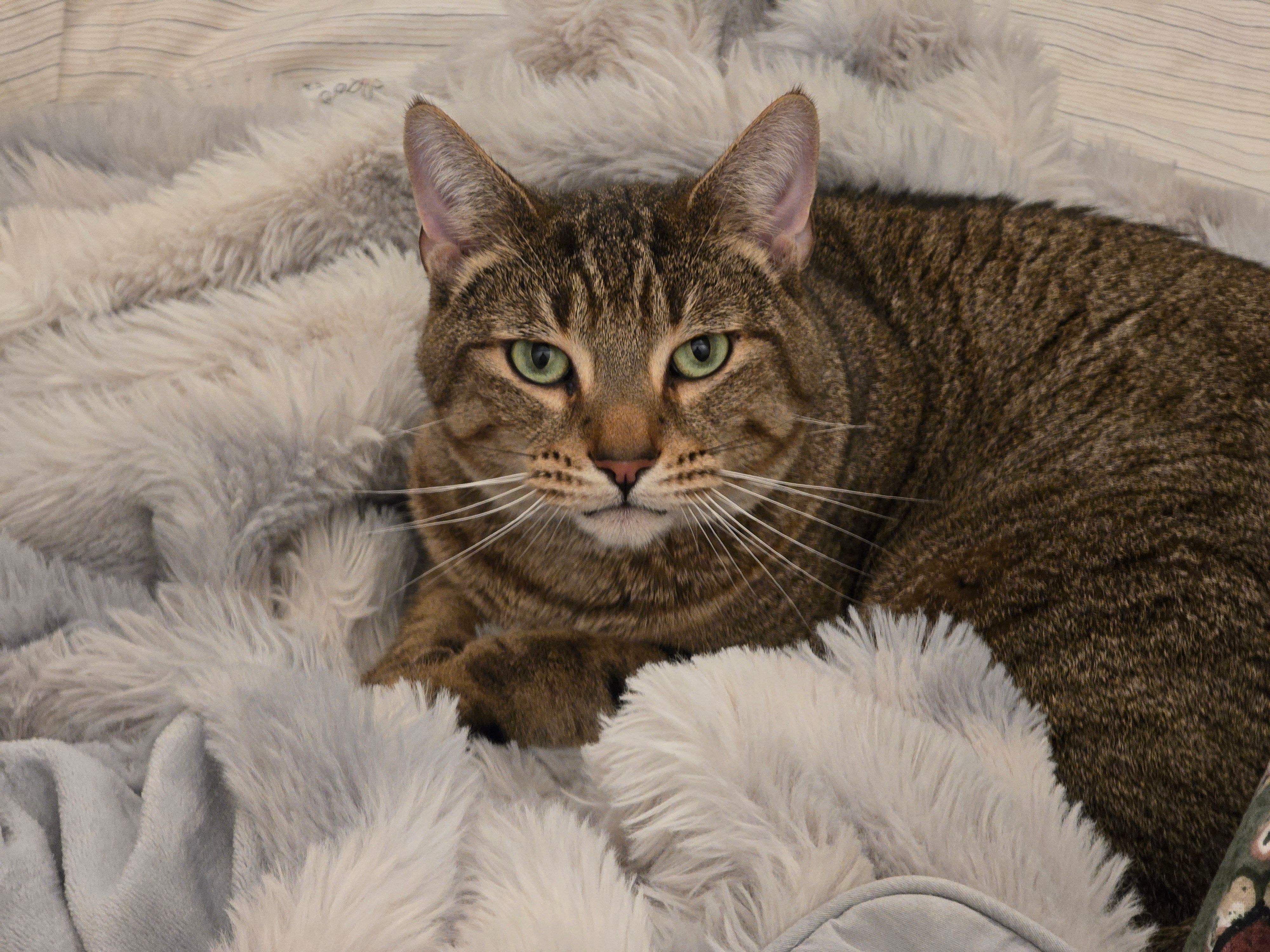 Loki - TQ1 2, Torquay