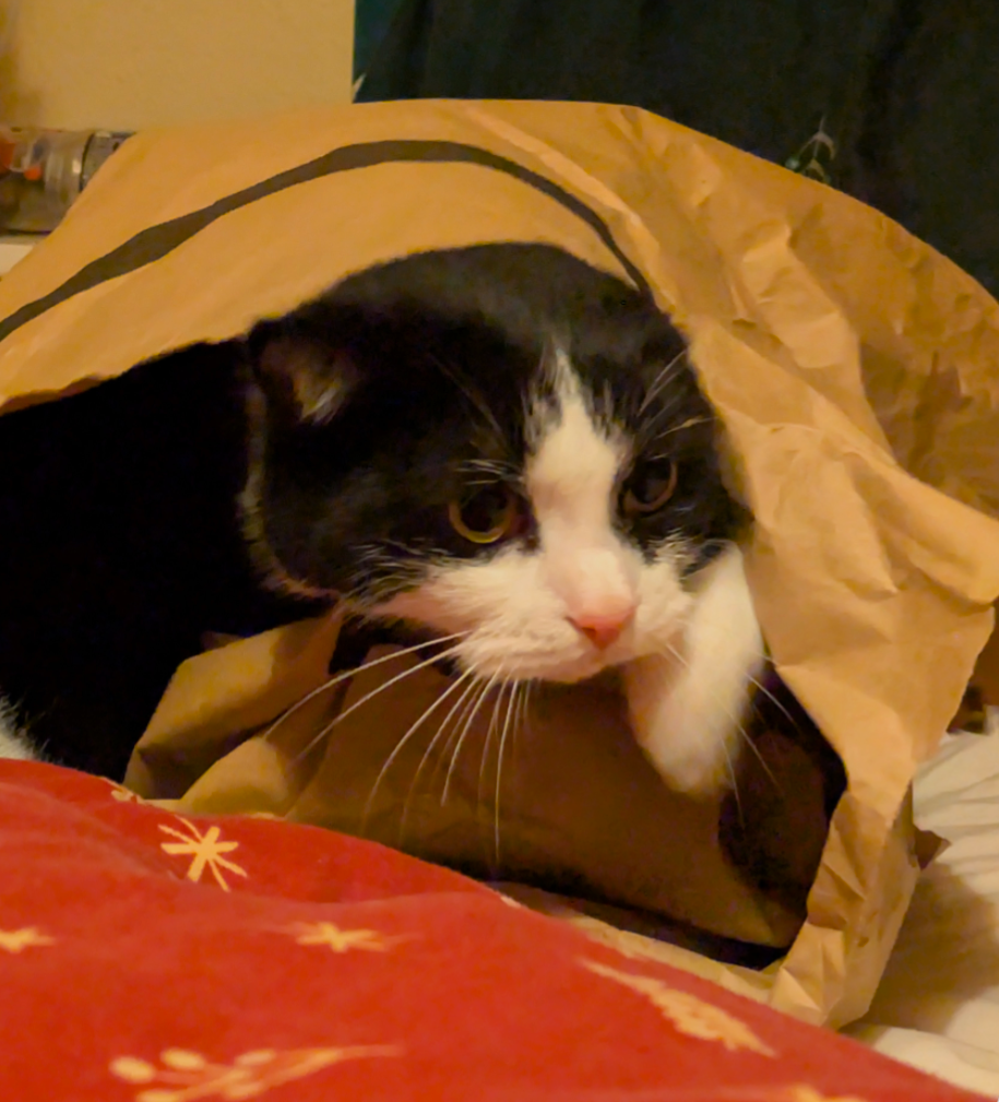 Empurrer pawpatine  - Windmill Lane, Norwich