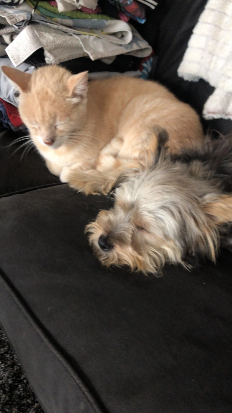 Chienne York shire - 44 Avenue Léo Lagrange, Thiers