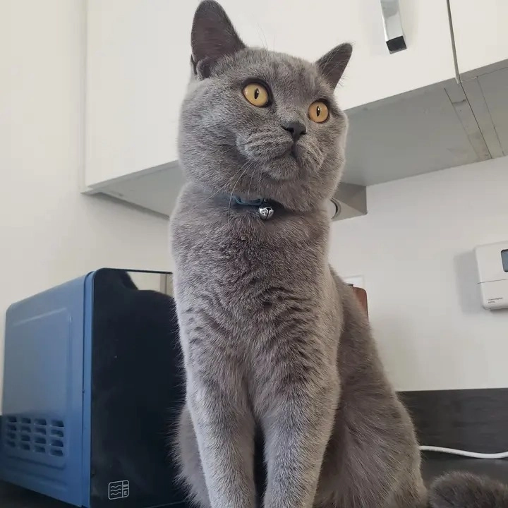 Mylo - Ribblesdale Avenue, Accrington