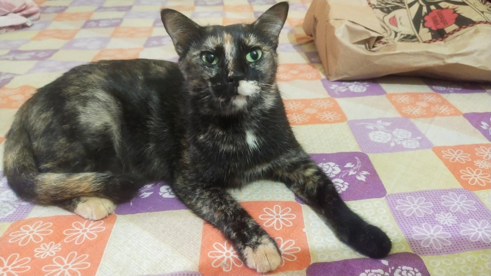 Brownie - Ashok Nagar, Kolkata