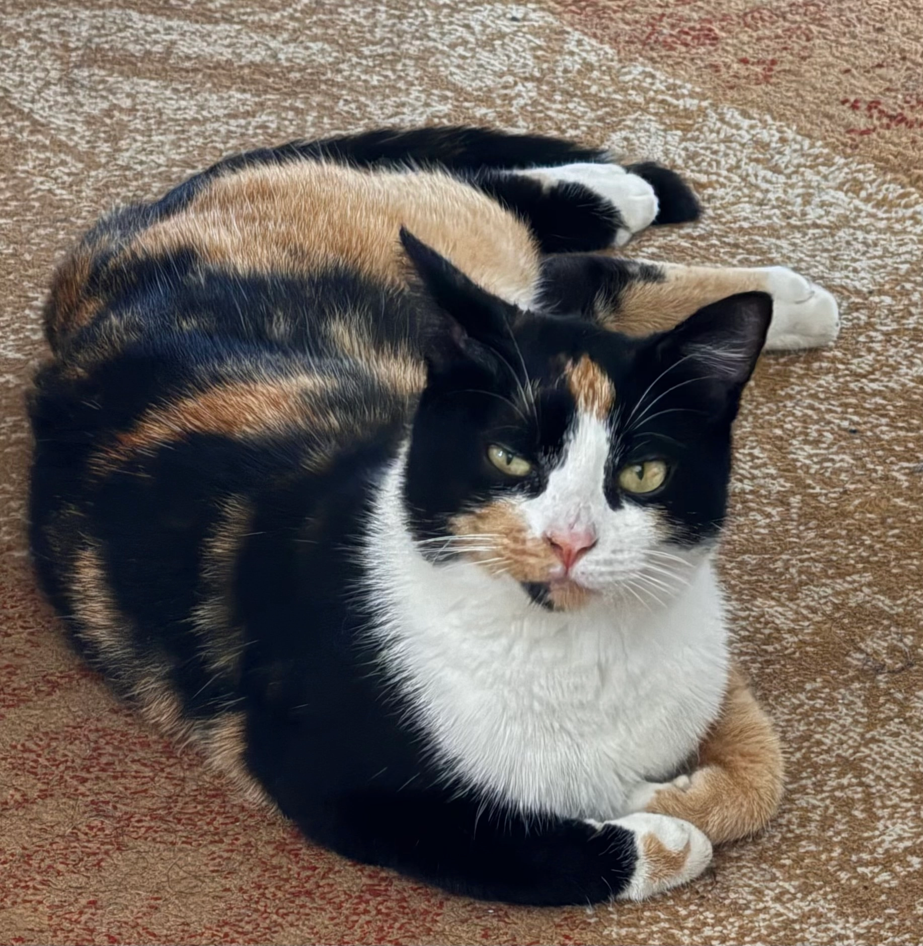 Müezza - Avenue Maurice Emmanuel, Bar-sur-Aube