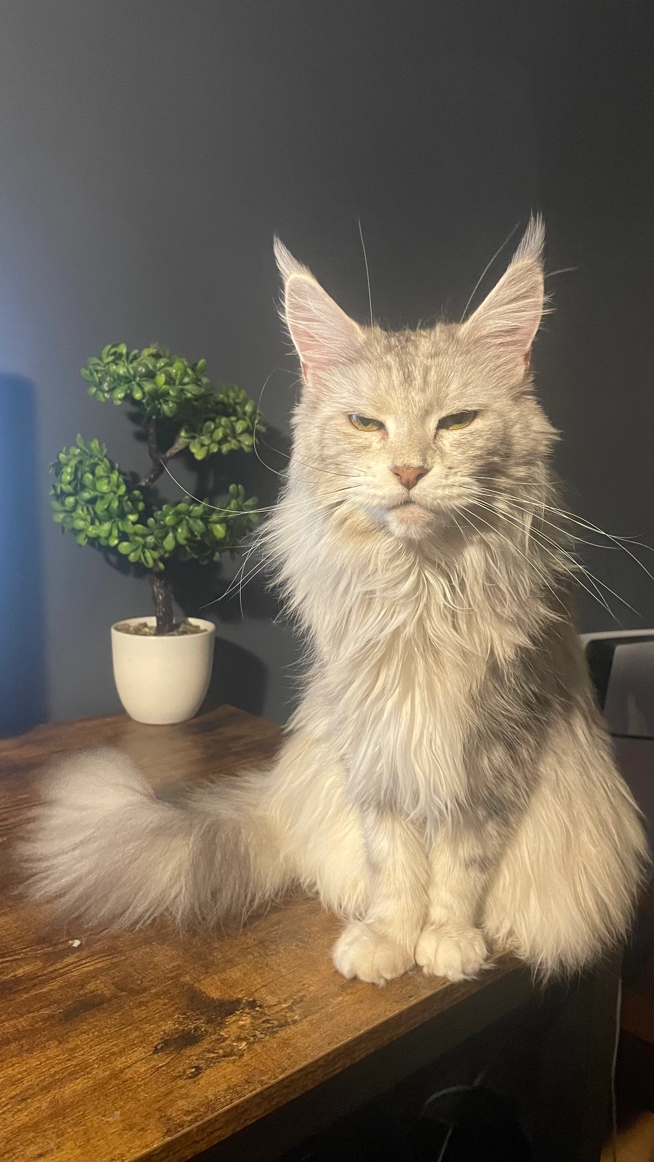 Kiki - Emily Street, West Bromwich