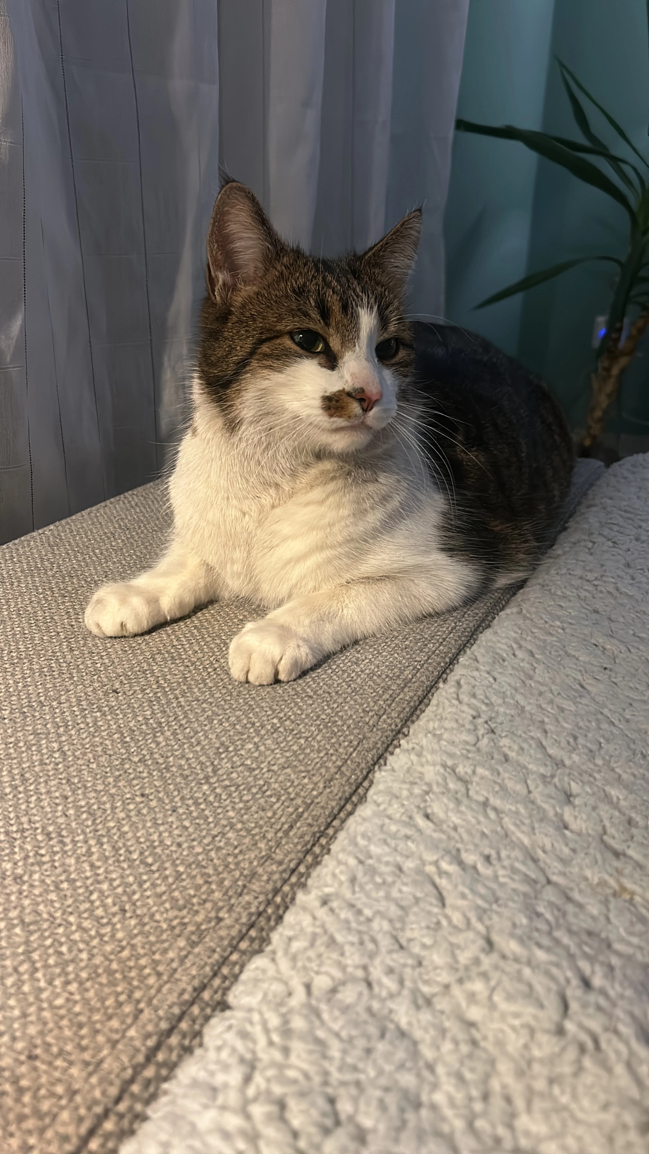 Charlie - Dubrauer Straße, Forst