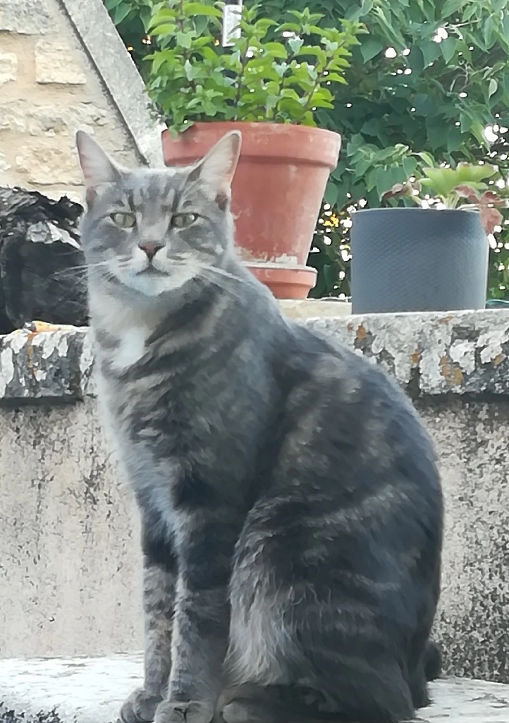 Ninou - Rue de Ty Nez, Riec-sur-Belon