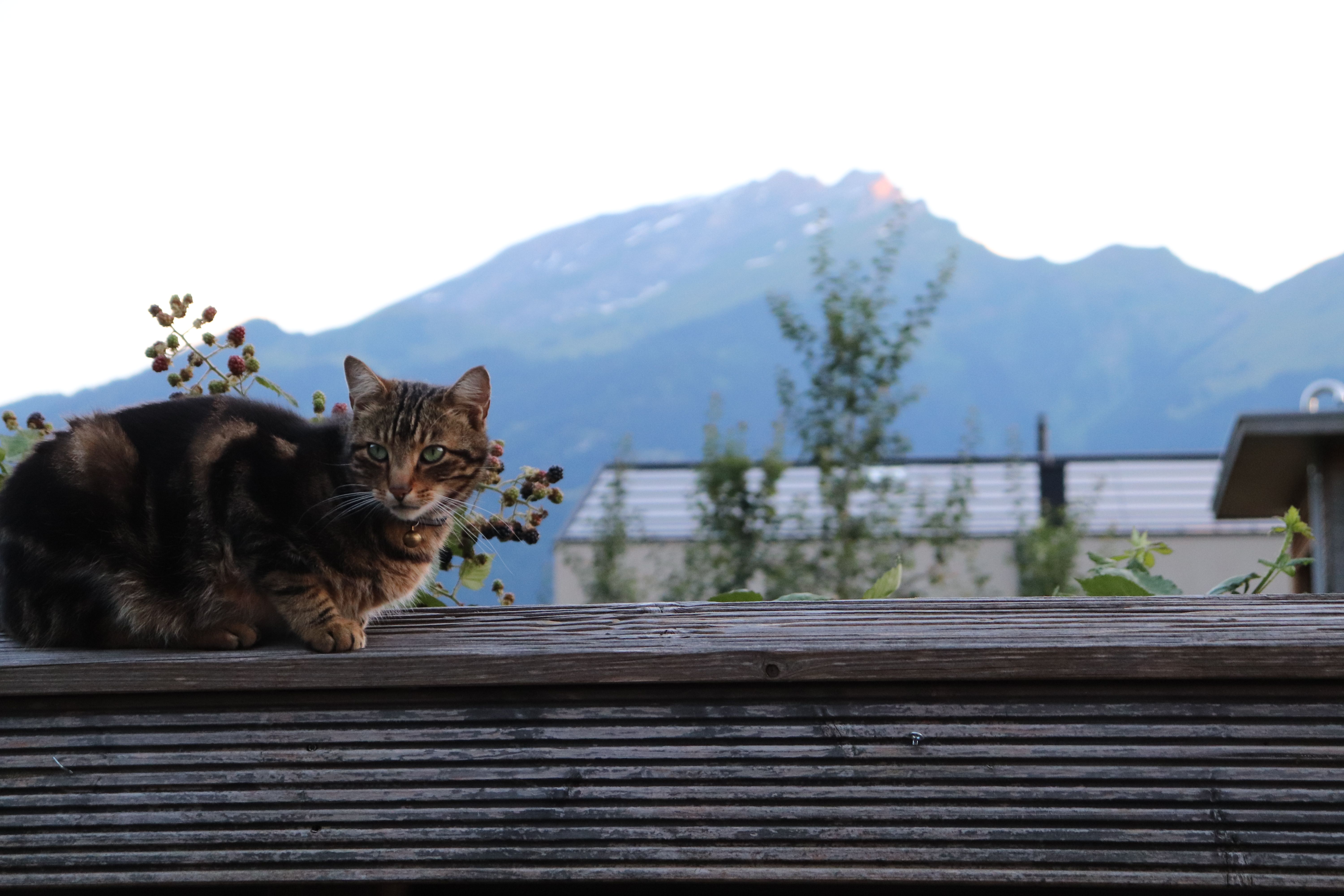 Hope - Rebhaldenweg 92, Landquart