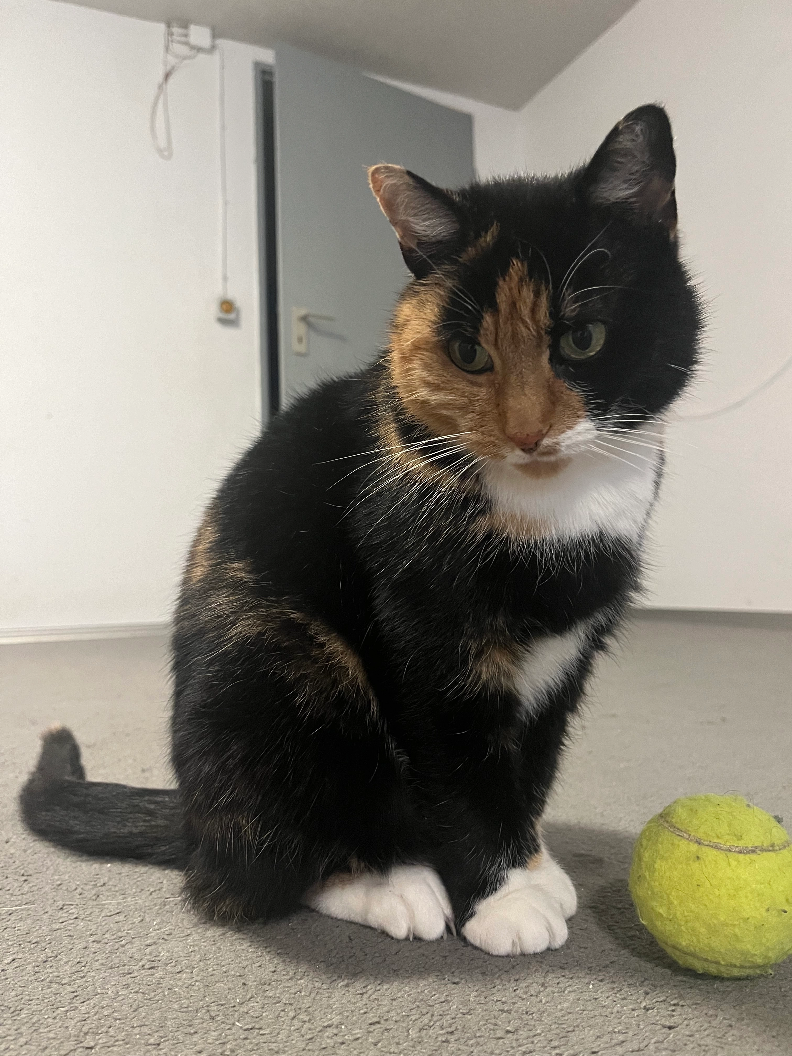 Frieda - Stettiner Straße, Lotte