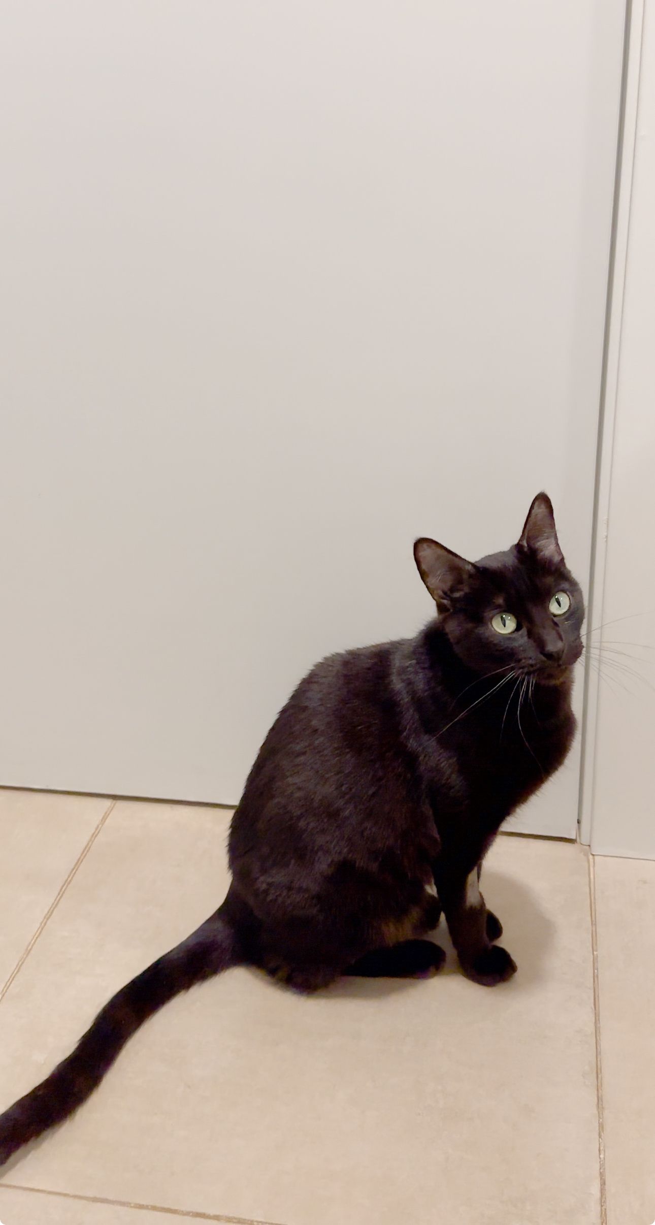 Feta - Plaza Manos Unidas 5, Málaga