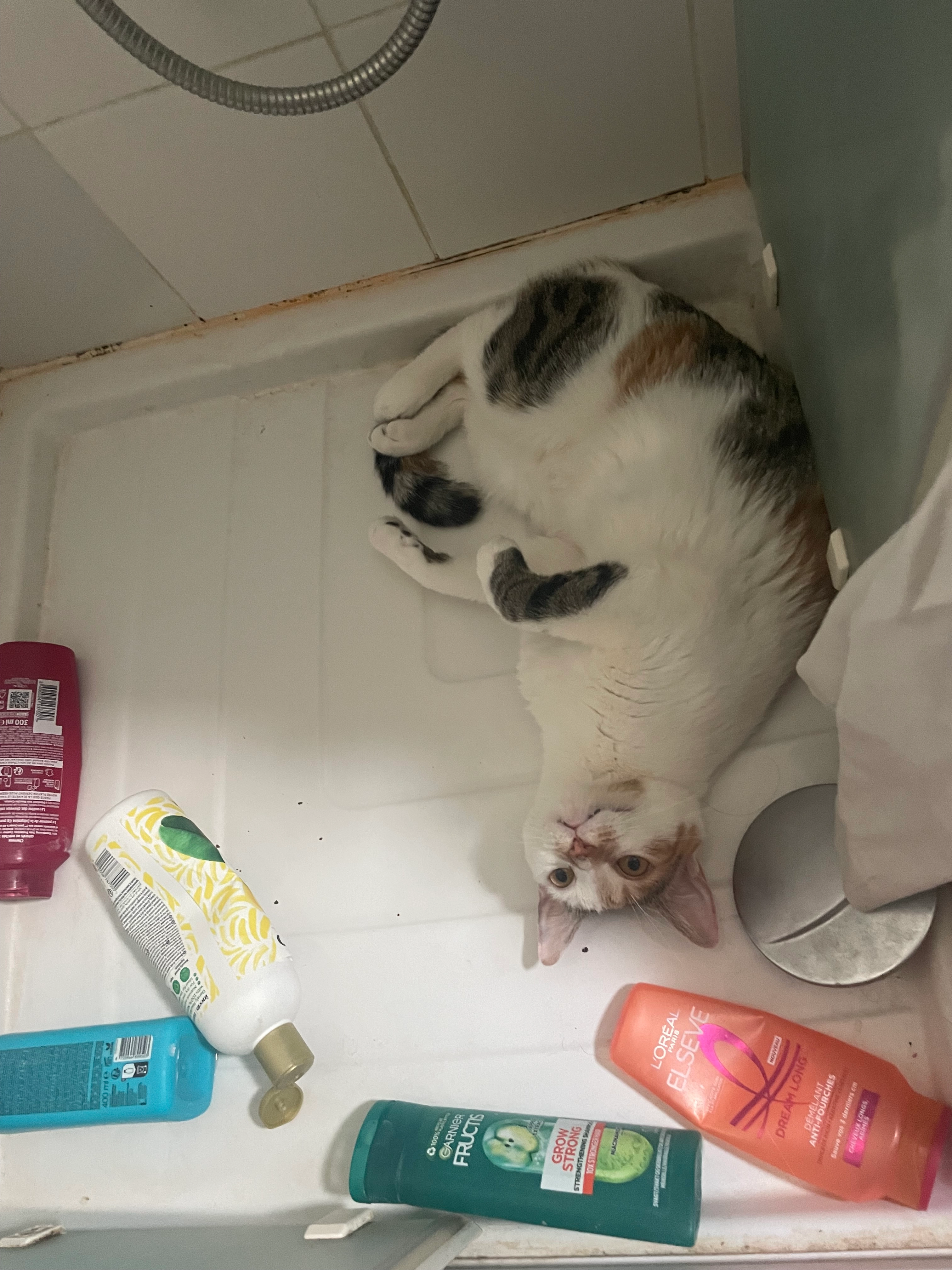 Guenièvre (on l’appelle Guigui e - 9 Rue Marcel Paul, Lesparre-Médoc