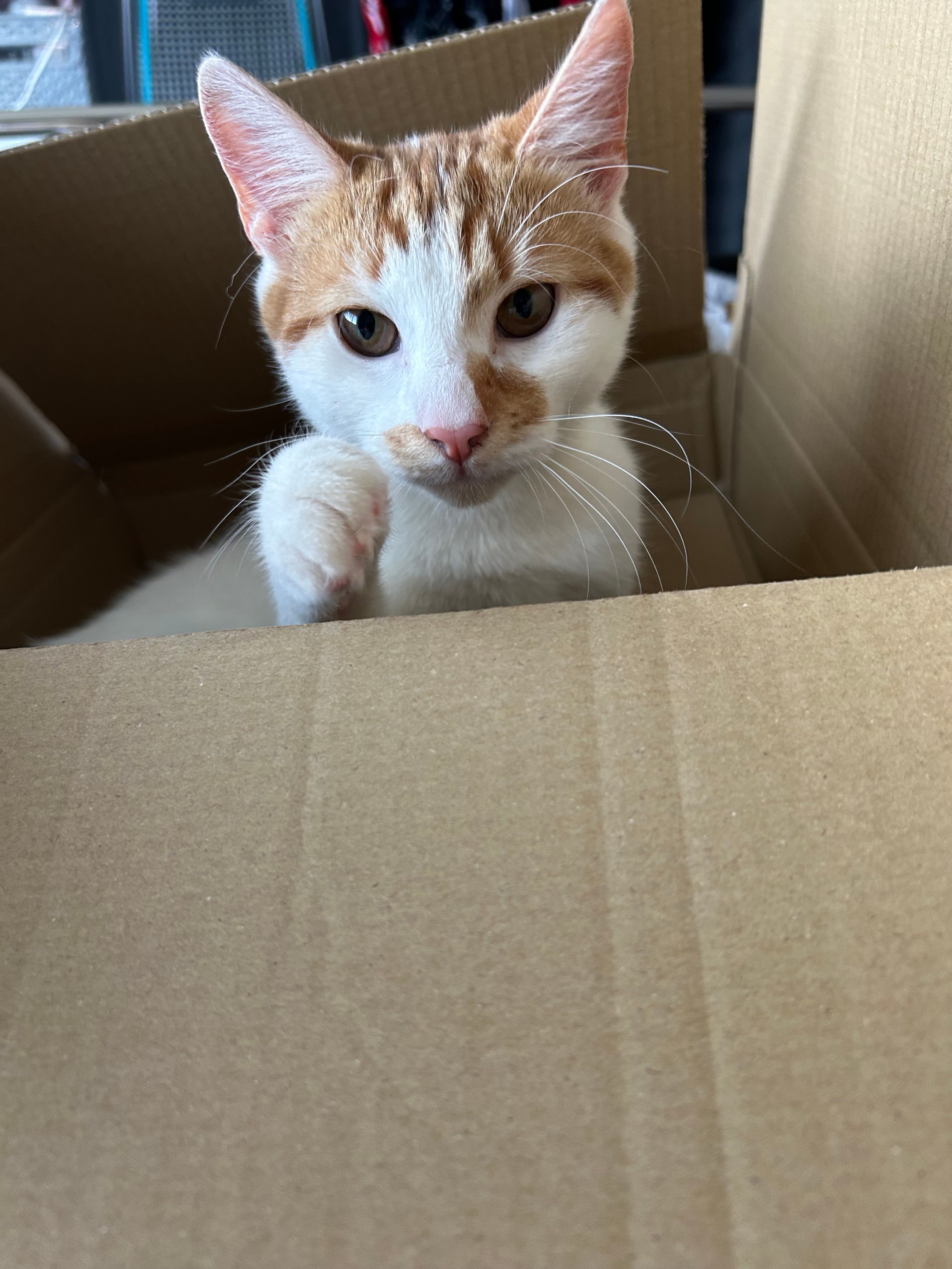 Arlo - Charlbury Road, Middlesbrough