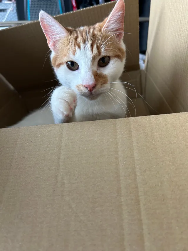 Arlo - Charlbury Road, Middlesbrough