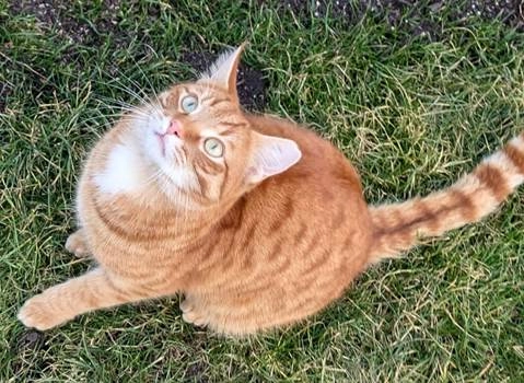 Simba - Reichertshalde, Ludwigsburg