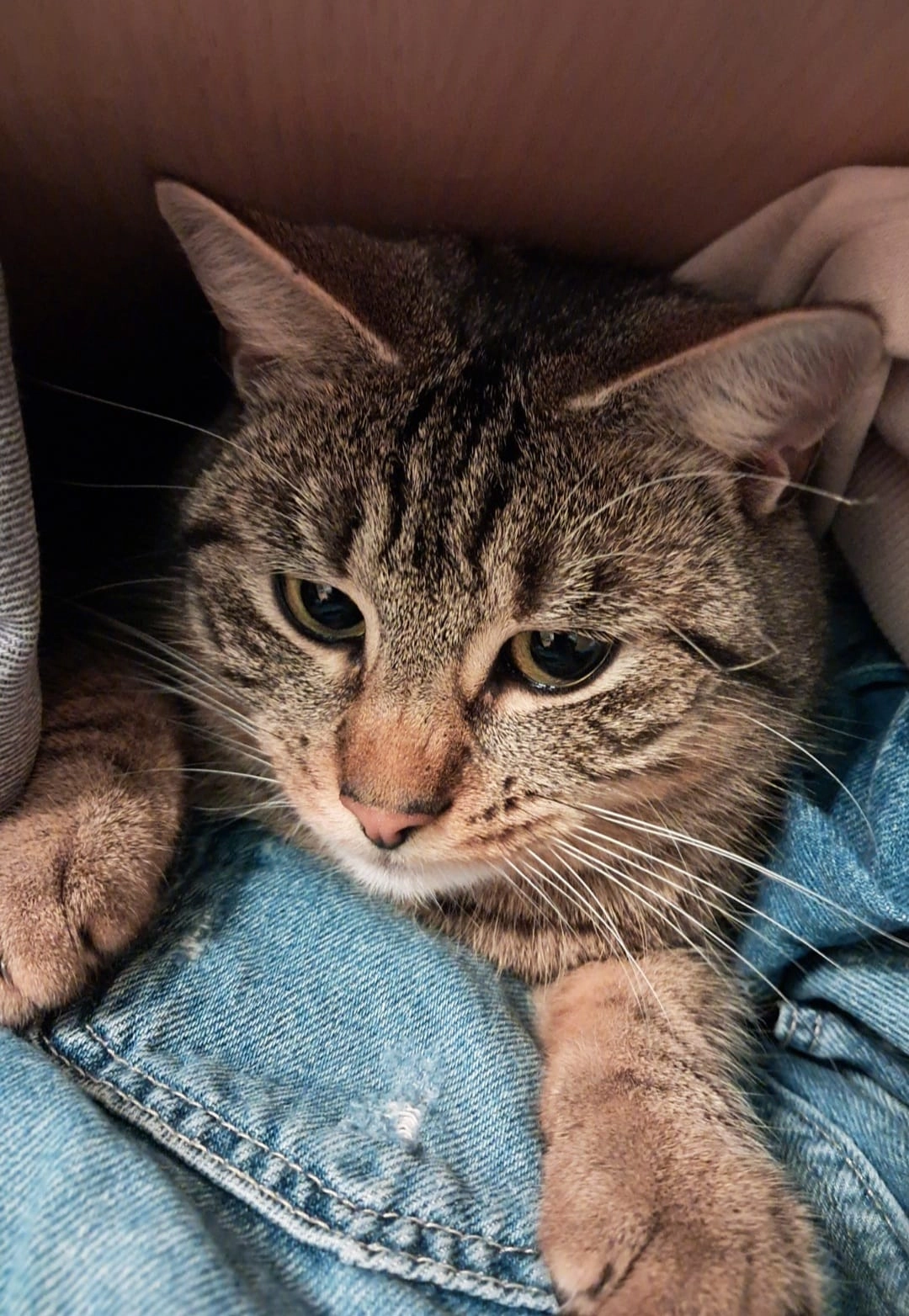 Tiger - Grünaustrasse, Romanshorn