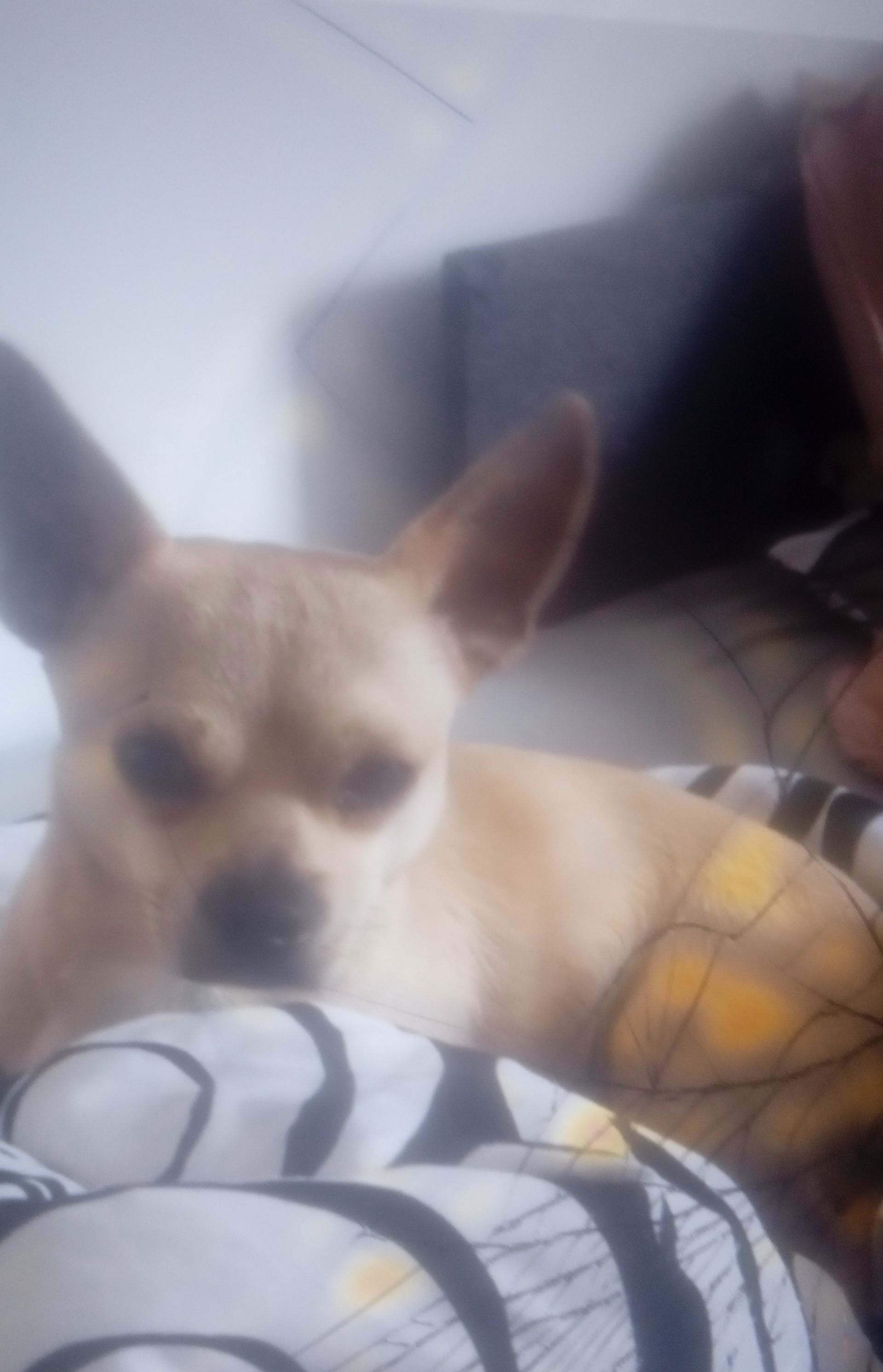 Carlos - Porta Westfalica, Minden